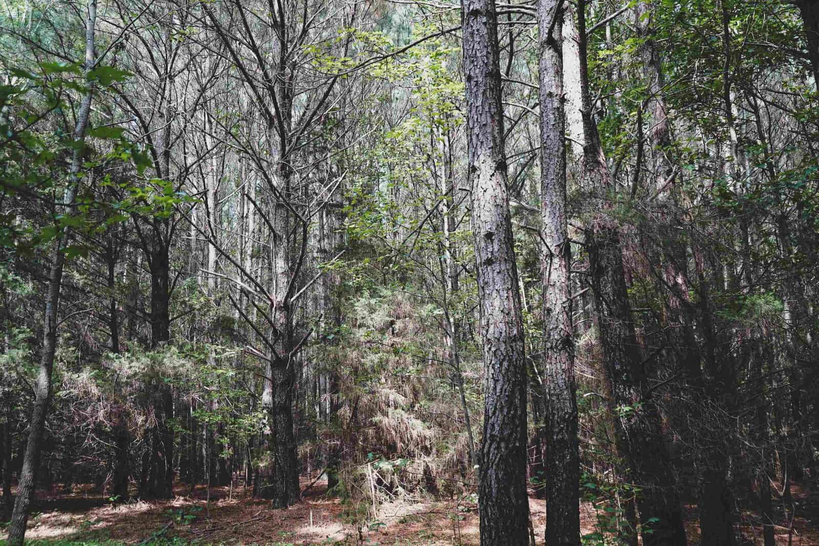 A dense forest scene with tall, closely-packed trees. The ground is covered in dry leaves and pine needles. Sunlight filters through the canopy, casting dappled shadows on the forest floor. The trees are a mix of evergreens and deciduous, with some underbrush.