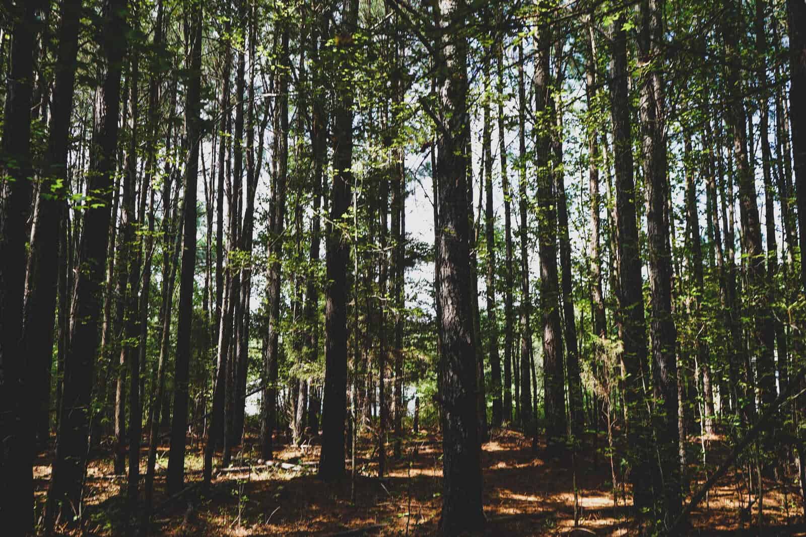 A lush forest with tall, slender trees densely packed together. Sunlight filters through the canopy, illuminating patches of the forest floor, which is covered in fallen leaves and foliage. The scene evokes a sense of tranquility and natural beauty.