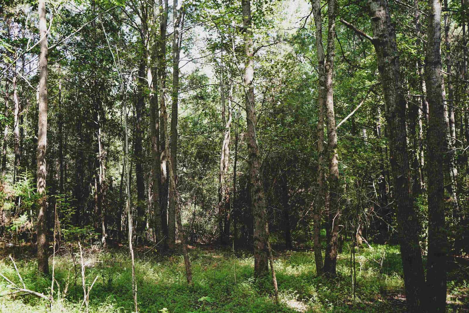 A dense forest scene with various types of tall, thin trees and abundant green foliage. Sunlight filters through the canopy, casting patches of light on the forest floor, which is covered in grass and small plants. The area appears quiet and serene.