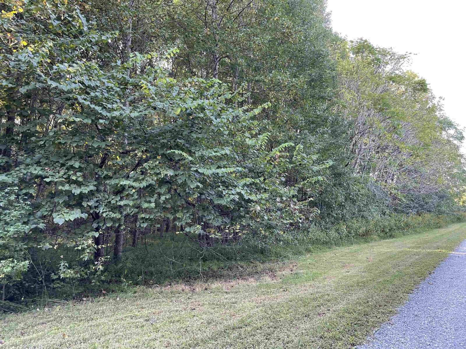 A gravel path runs alongside a wooded area with dense green foliage at 5611 Wingate Creek Drive. The grass near the path is neatly trimmed, contrasting with the thick tree line. The bright sky above suggests it's a perfect day in Oxford.