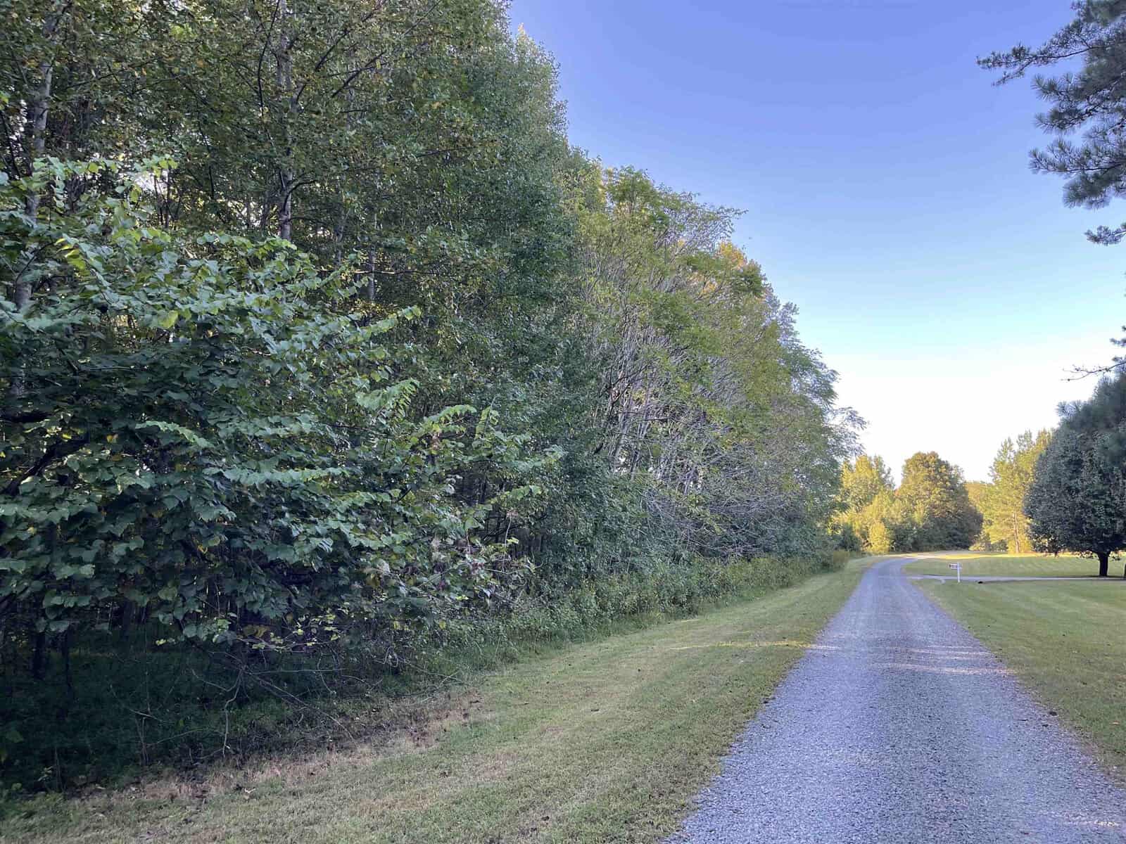 A gravel road bordered by lush green trees on the left and a mowed grass lawn on the right, under a clear blue sky. The scene is peaceful and sunny, with the road leading towards the horizon.