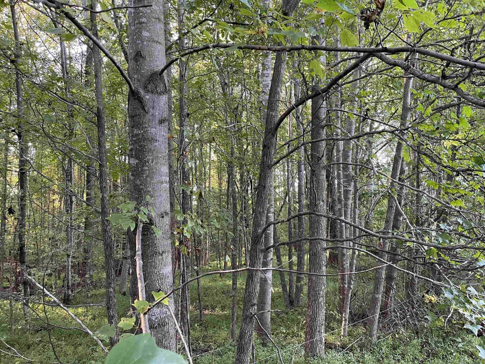 A dense forest with tall trees and lush green foliage. Sunlight filters through the leaves, creating a serene and peaceful atmosphere. The forest floor is covered in greenery.