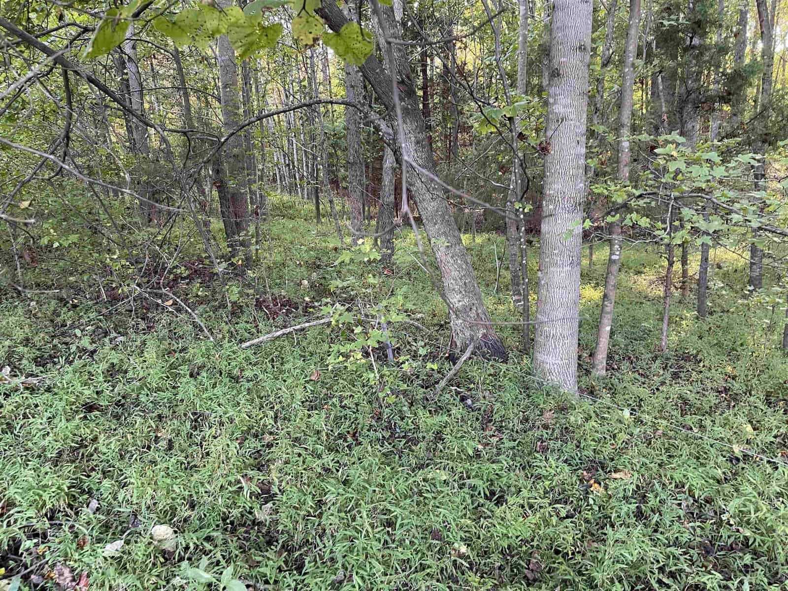 A lush forest scene with a variety of trees and dense green undergrowth. Sunlight filters through the leaves, creating a dappled light effect on the forest floor. Fallen branches and leaves add to the natural setting.