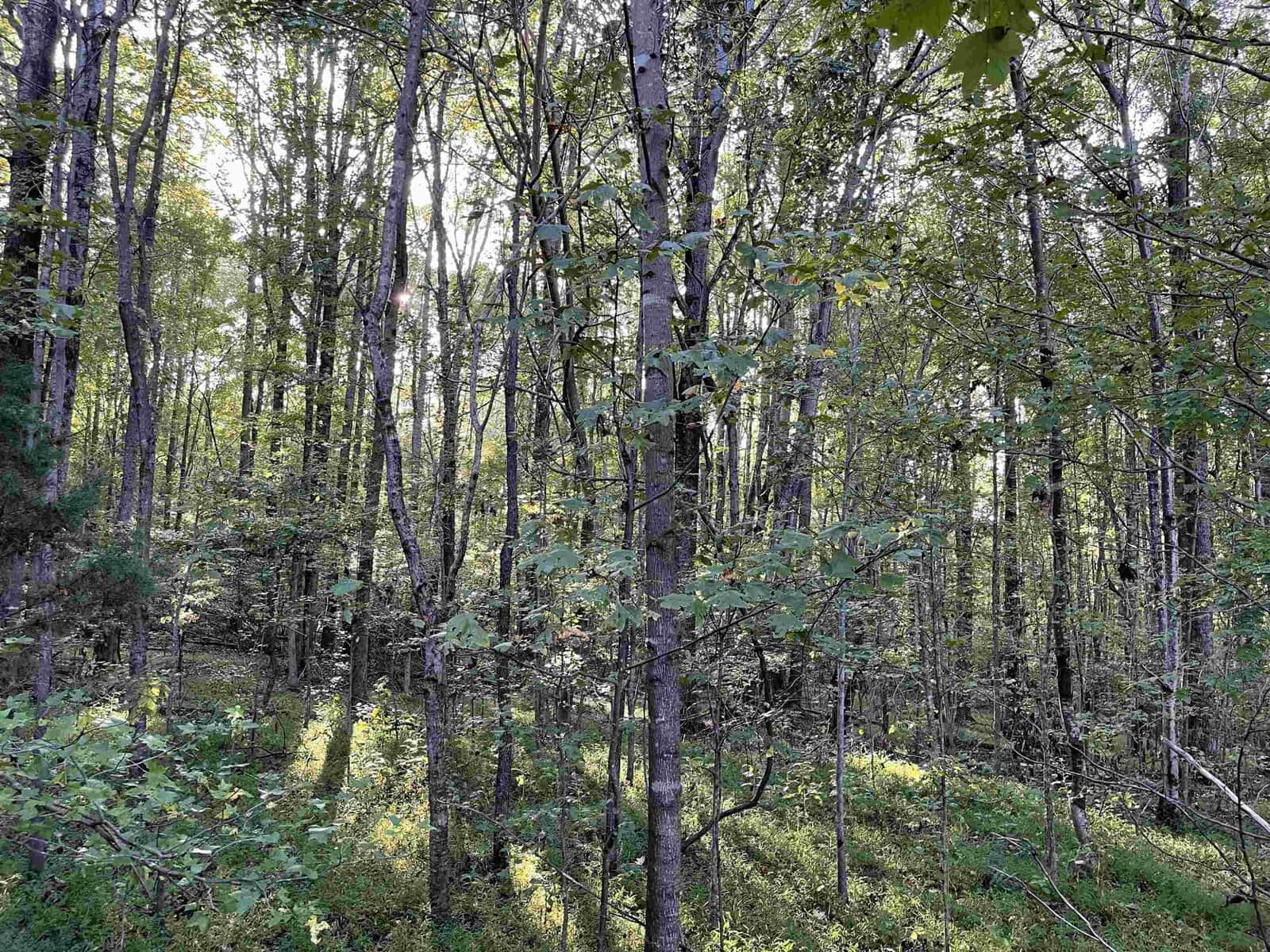 A serene forest scene with tall, slender trees and lush green leaves. Sunlight filters through the canopy, casting soft light on the forest floor, which is covered in greenery.