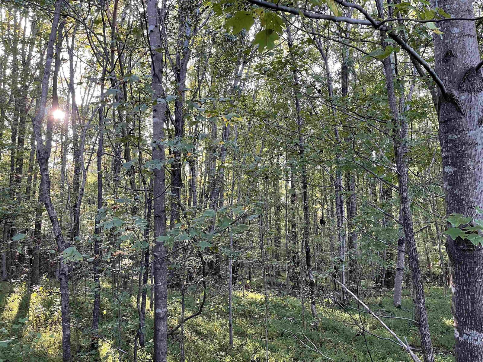Sunlight filters through a dense forest, illuminating the lush green leaves and casting shadows on the ground. Tall trees rise toward the sky, creating a serene and tranquil woodland scene.