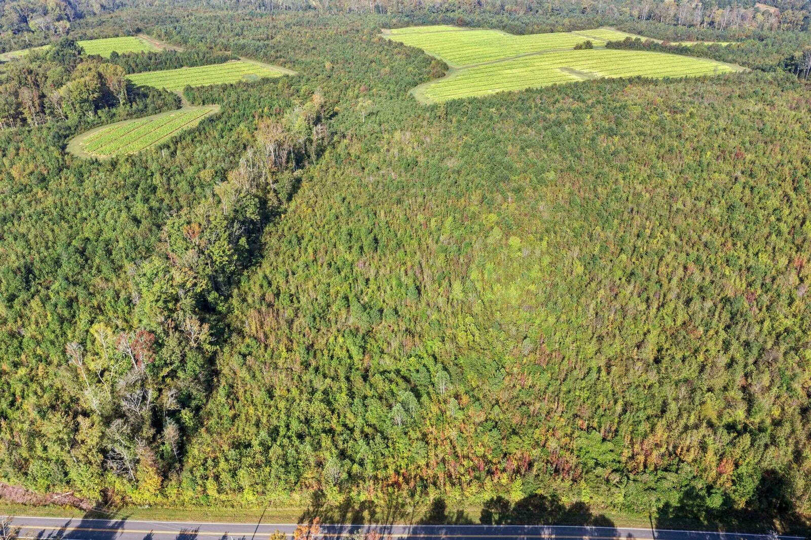 Aerial view of a lush green forest with patches of lighter green grass in the distance. A road borders the bottom of the image, with shadows cast across it from the trees.