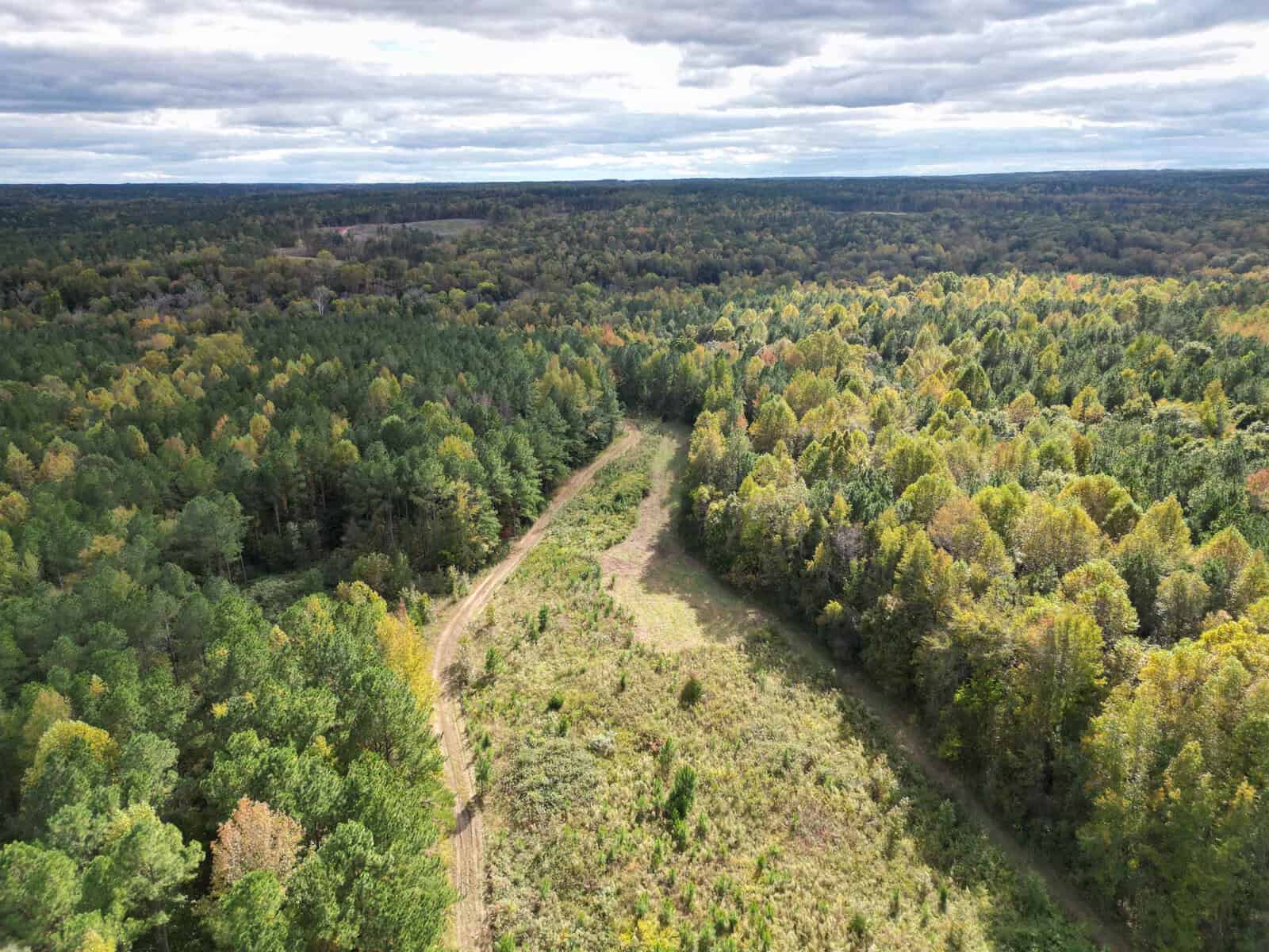Aerial view of a forest landscape with a dirt path cutting through the dense green and yellow trees. The sky is overcast with light cloud cover. The foliage suggests it is possibly early autumn.