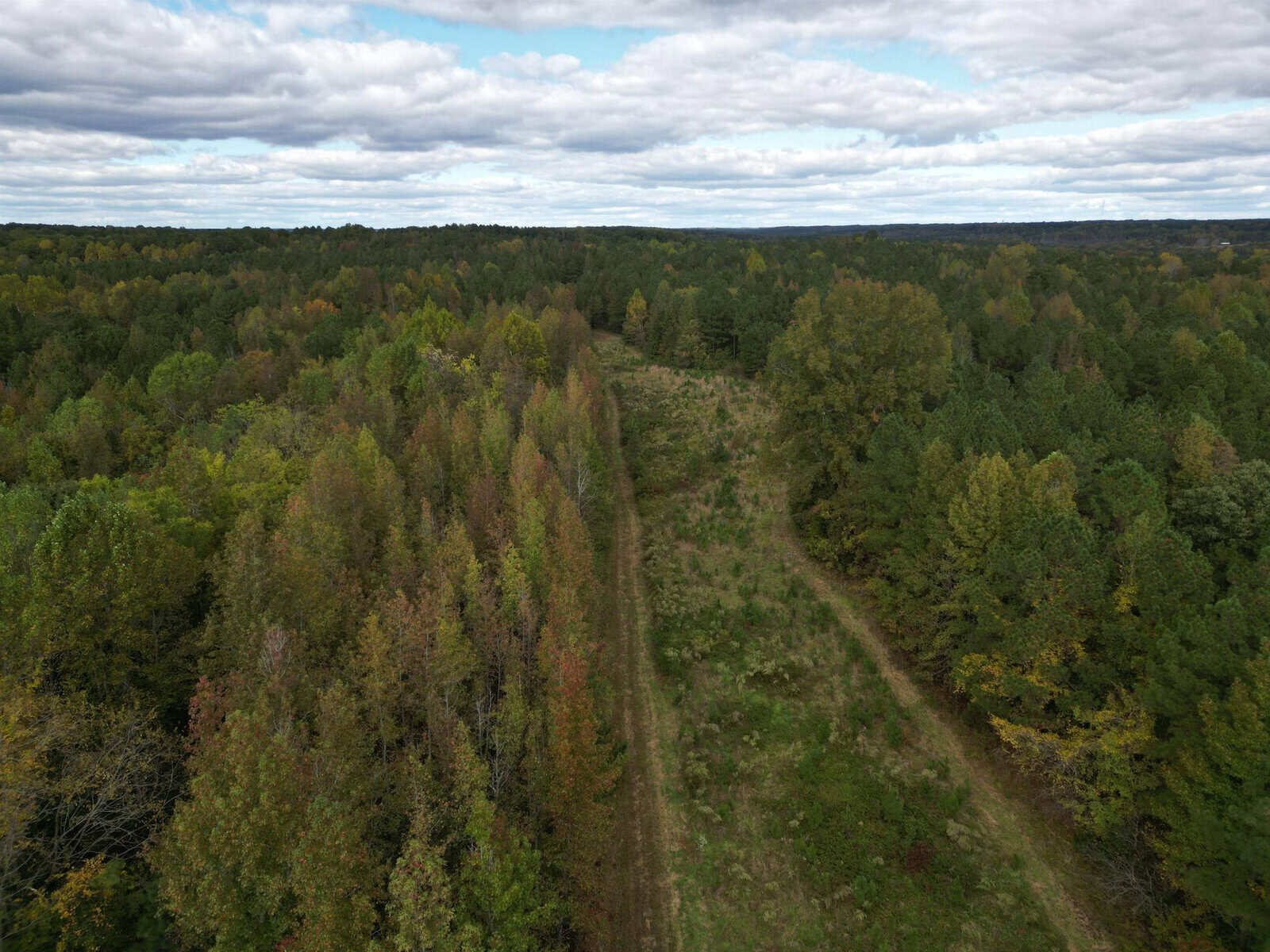 Aerial view of dense forestland with a narrow cleared pathway cutting through the trees. The sky is partly cloudy, and the greenery shows varying shades of green to brown, suggesting seasonal change. The horizon is barely visible beyond the expanse of trees.