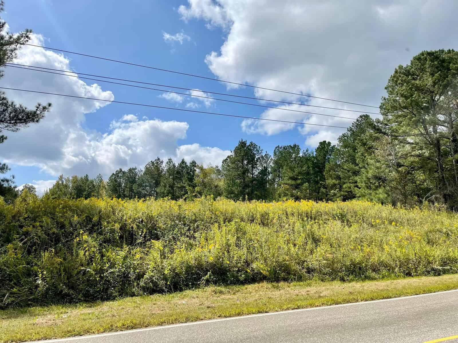 A rural scene featuring a roadside with a grassy verge and a field of tall yellow wildflowers under a partly cloudy sky. The landscape is bordered by a row of green, dense trees and power lines stretch across the sky.