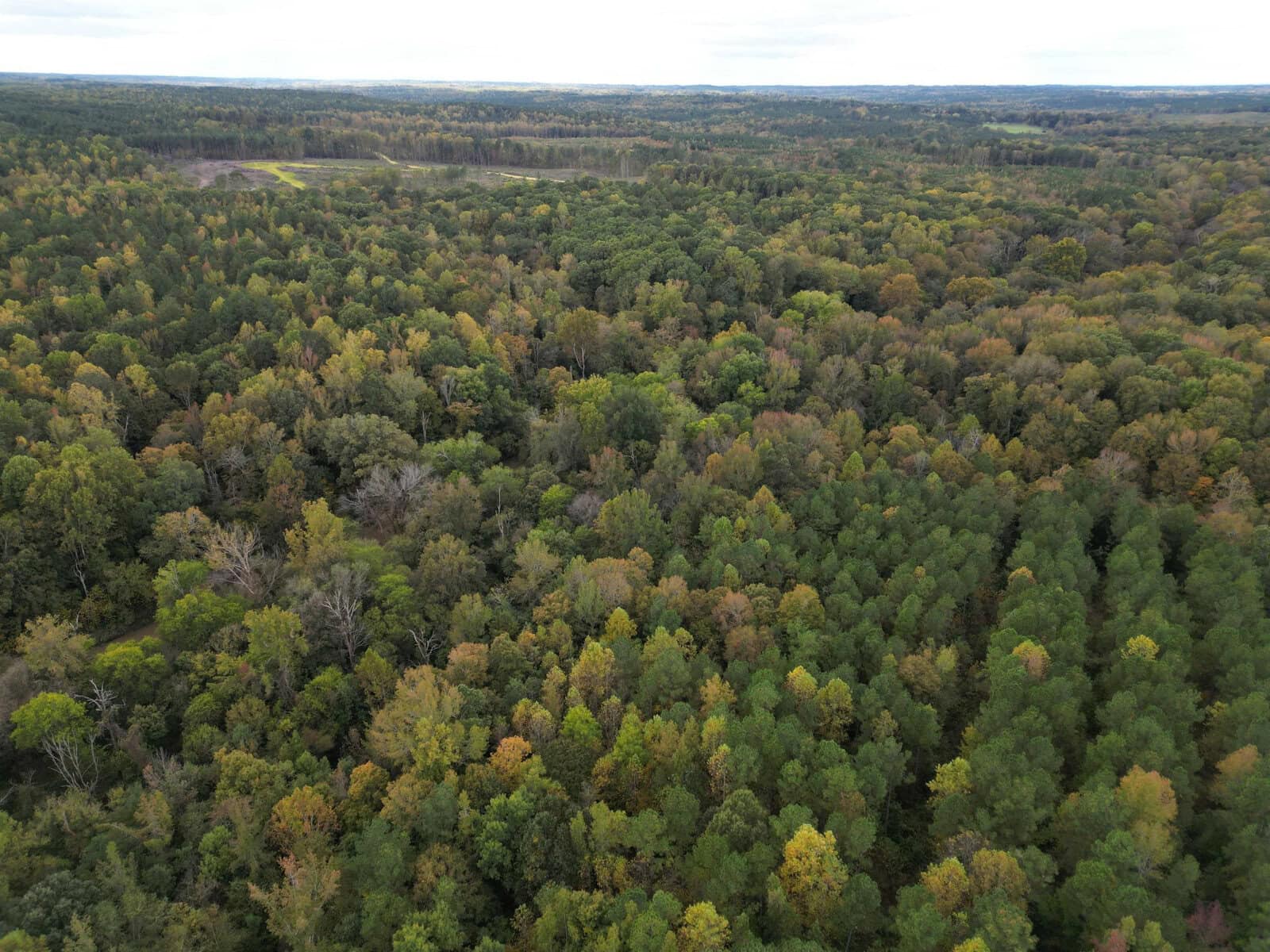 Aerial view of a vast, dense forest with varying shades of green and patches of yellow and brown, indicating a mix of tree types. The horizon shows the expanse of the forest under a cloudy sky.