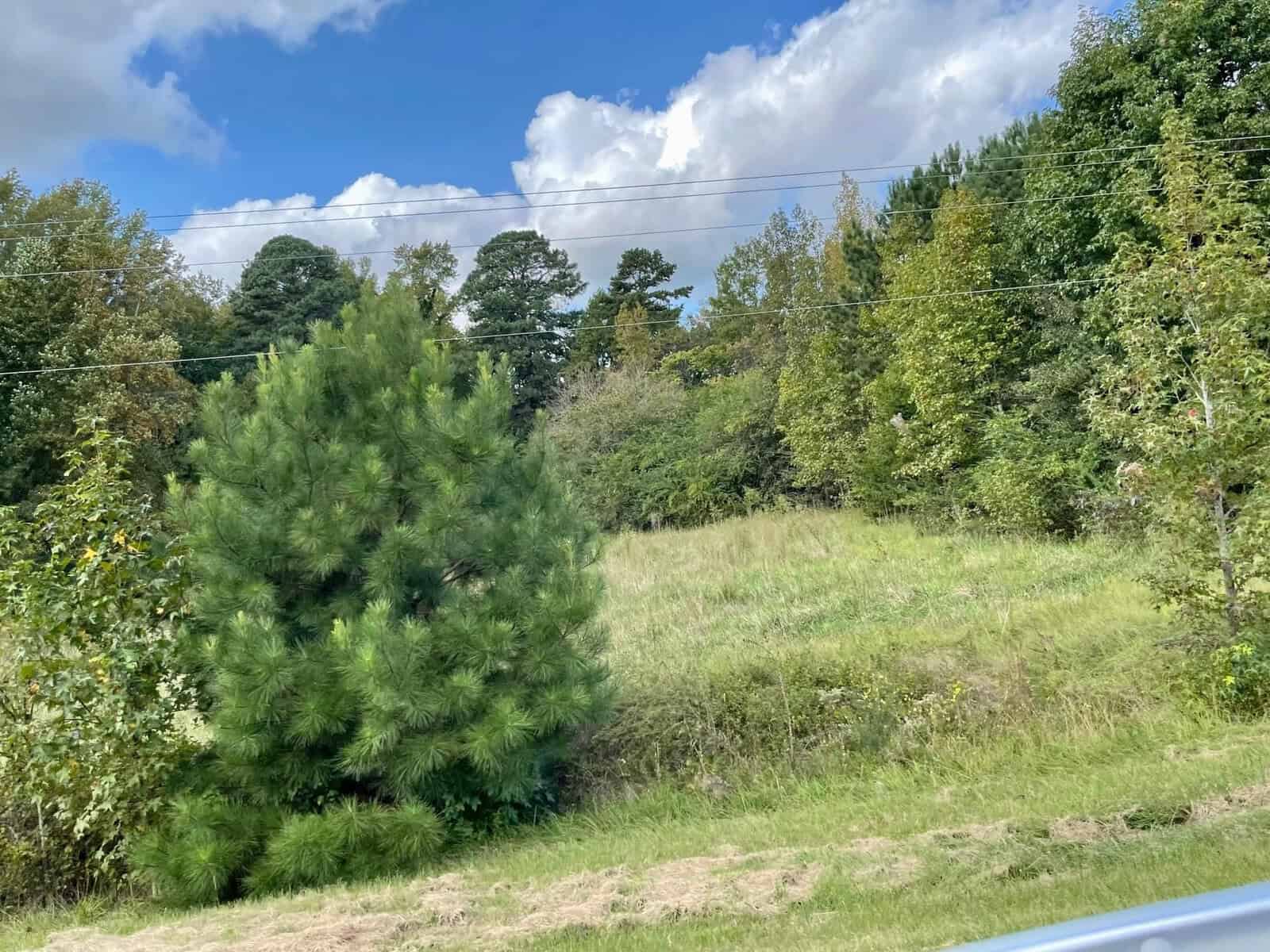 A lush green landscape with a mix of young and mature trees under a partly cloudy blue sky. Power lines stretch across the scene, adding a touch of human infrastructure to the natural setting. The grass in the foreground is slightly unkempt.
