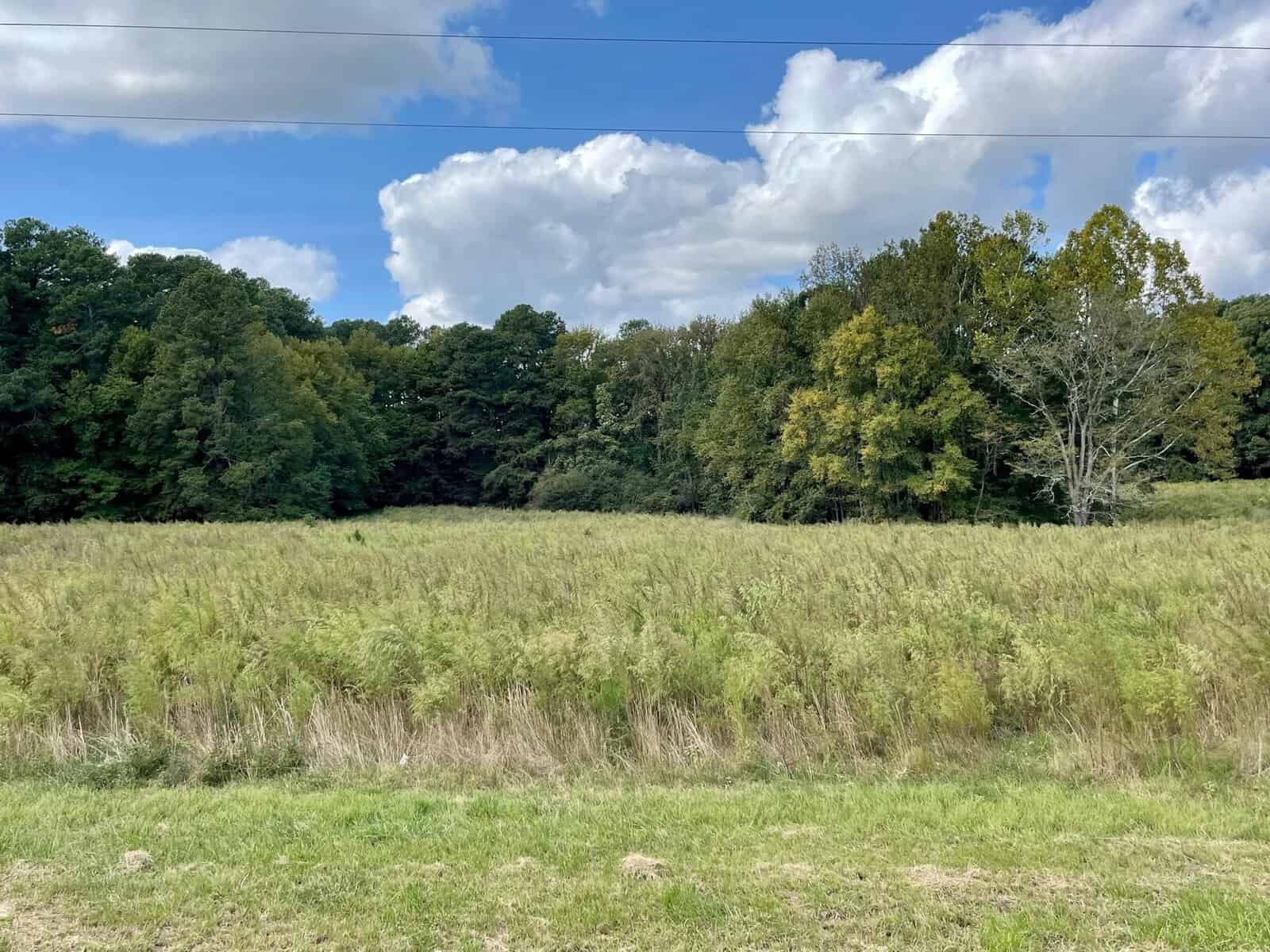 A grassy field under a blue sky with scattered clouds. The field is bordered by a dense line of trees, featuring both evergreen and deciduous varieties, some of which have started to change color. Power lines are faintly visible in the sky.