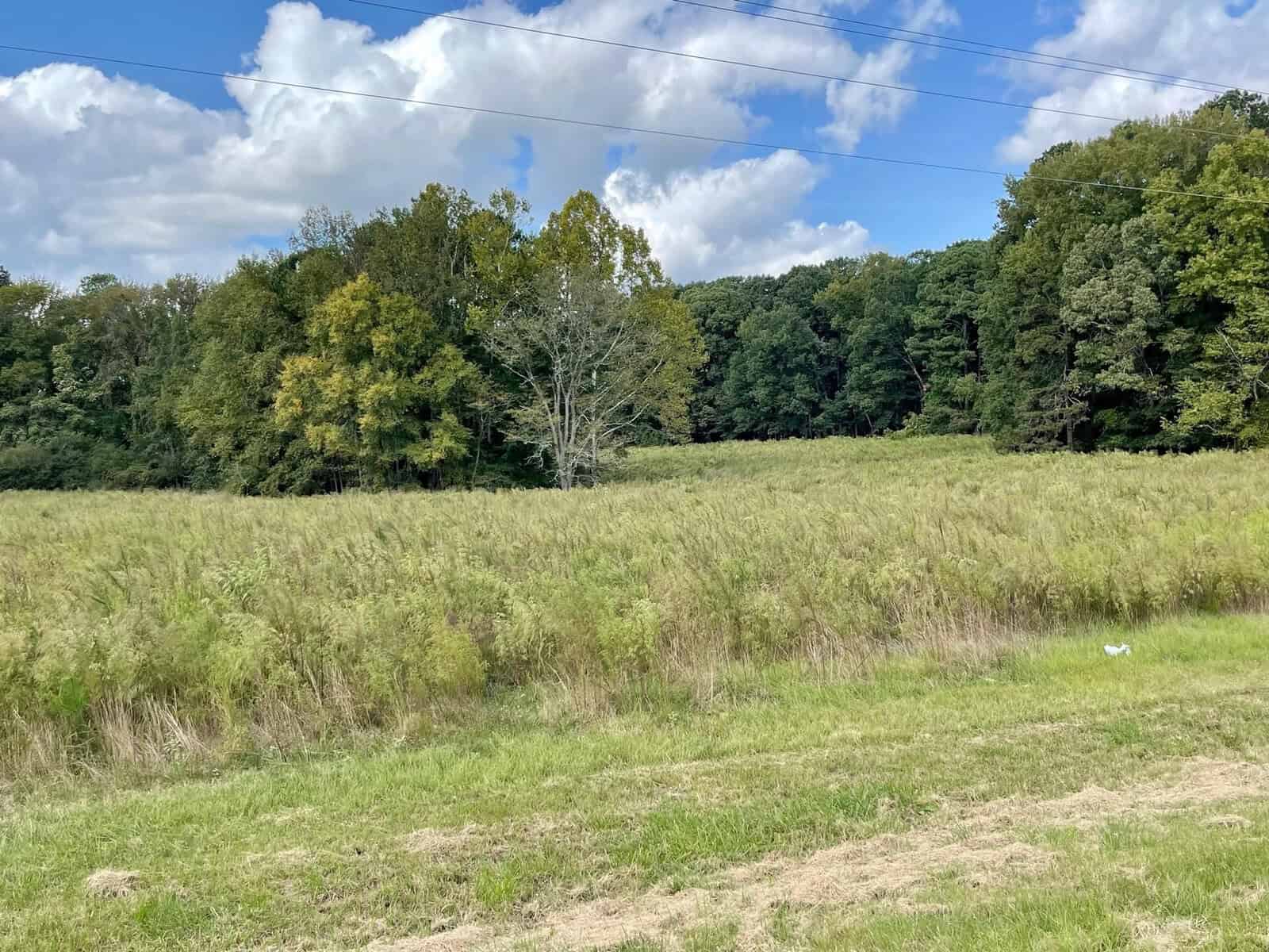 A vast grassy field with patches of tall weeds sits in front of a dense forest. The forest is made up of trees with green foliage and a few that are starting to turn yellow. The sky above is mostly blue with scattered white clouds.