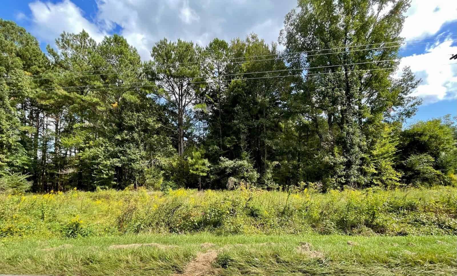 A sunny meadow with tall wildflowers and lush greenery, bordered by dense pine trees under a clear blue sky. power lines stretch above the landscape.