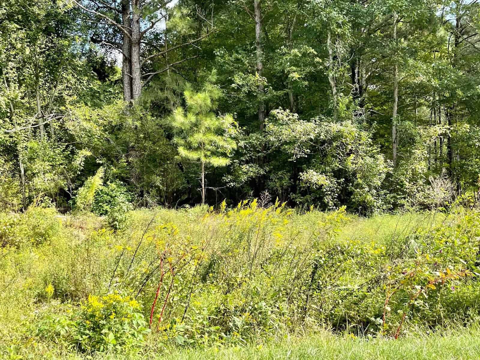 A lush green meadow with dense foliage, featuring a variety of trees and undergrowth under a bright sky. the foreground displays a diversity of vibrant wildflowers and grasses.