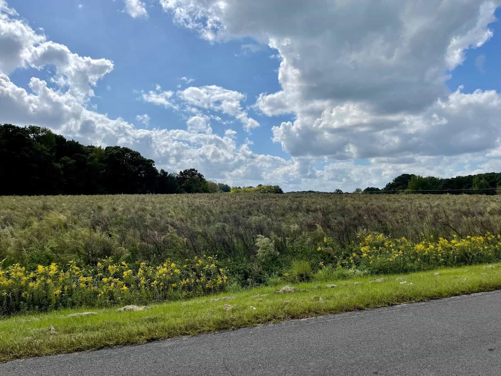 A sunny landscape with a vibrant wildflower meadow in the foreground, a line of lush trees in the distance, and a partly cloudy sky above. a road runs along the bottom edge of the image.