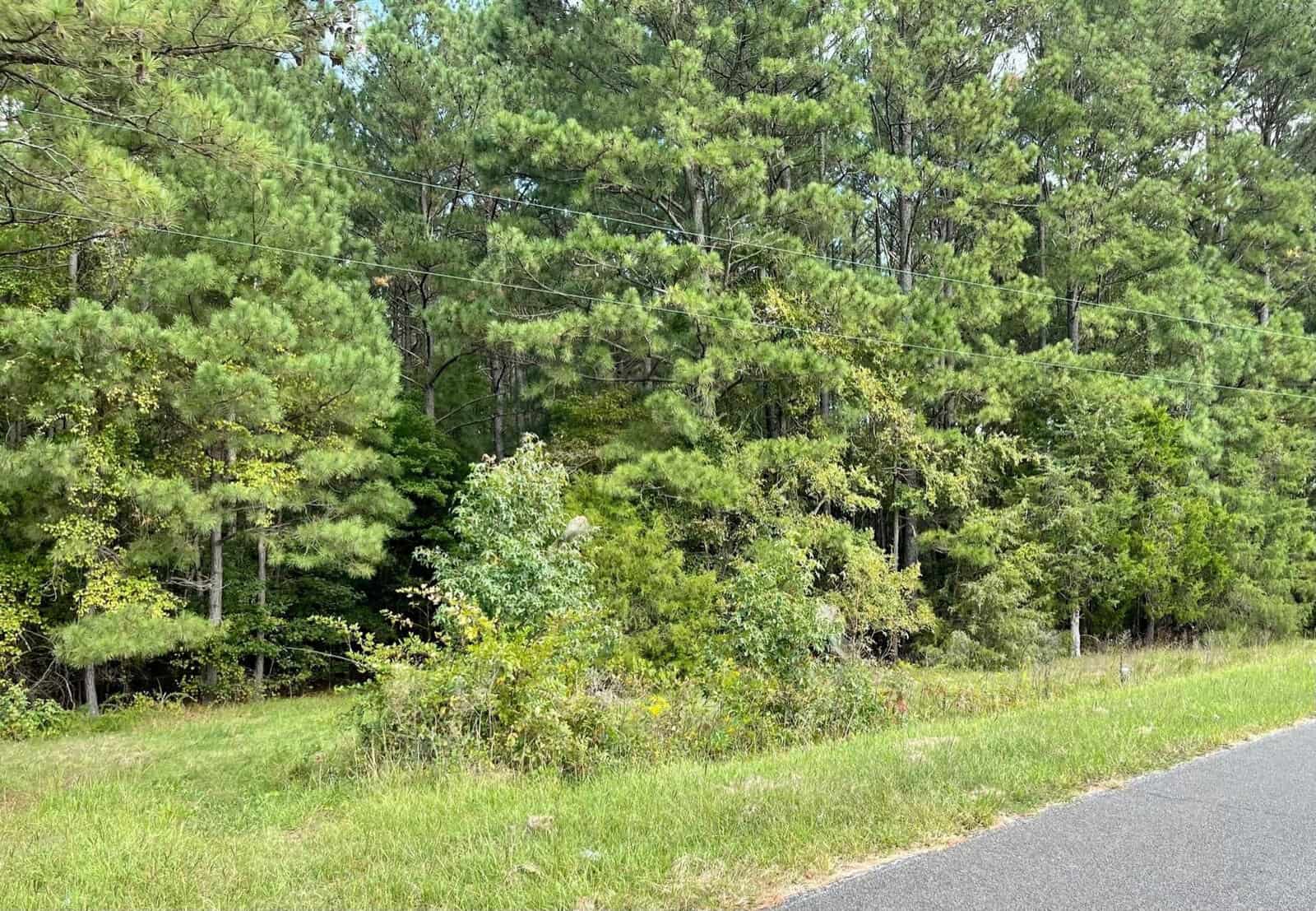 A roadside view featuring a variety of lush green trees and underbrush in a densely wooded area, under a clear sky.