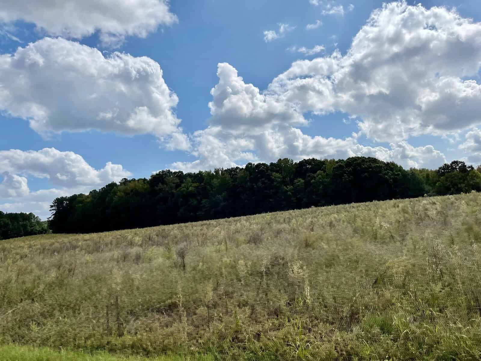 A scenic landscape featuring a lush green forest at the edge of a tall grassy field under a vibrant blue sky with large fluffy clouds.