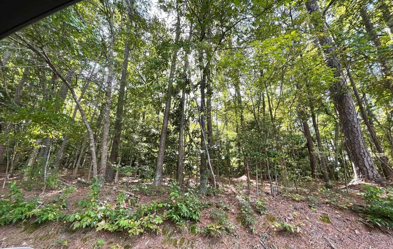 A lush forest with tall trees and dense greenery is shown. Sunlight breaks through the canopy, casting dappled light on the forest floor, which is covered with fallen leaves and underbrush. The scene has a serene and natural atmosphere.