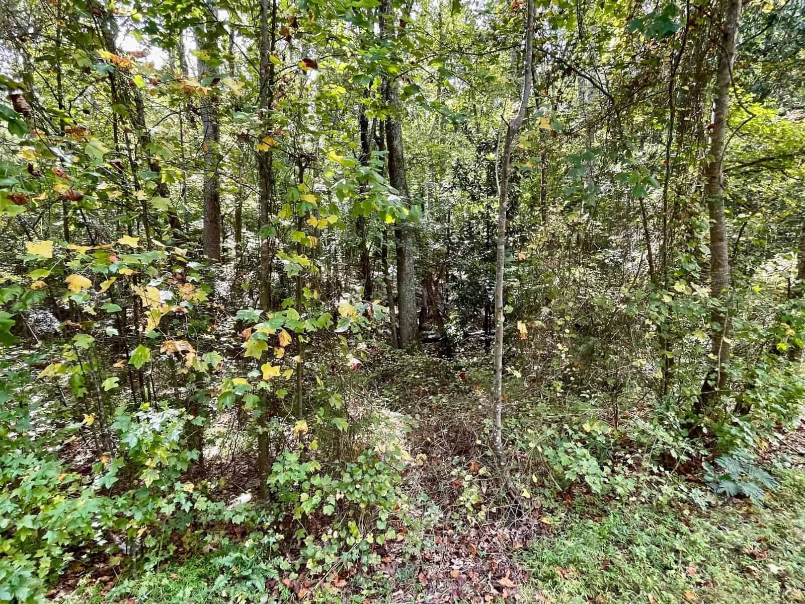 A dense forest with tall trees and abundant green foliage. The ground is covered with leaves and underbrush, creating a natural, wild environment. Sunlight filters through the canopy, illuminating patches of the forest floor.