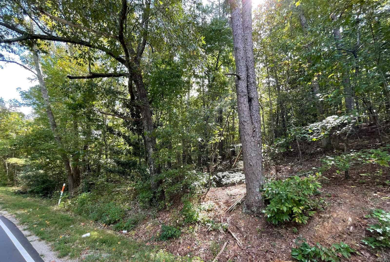 A dense forested area alongside a road, with sunlight filtering through the tall trees. The ground is covered in greenery and scattered patches of brown foliage. To the left, a small section of the road's edge is visible, with a white line marking the boundary.