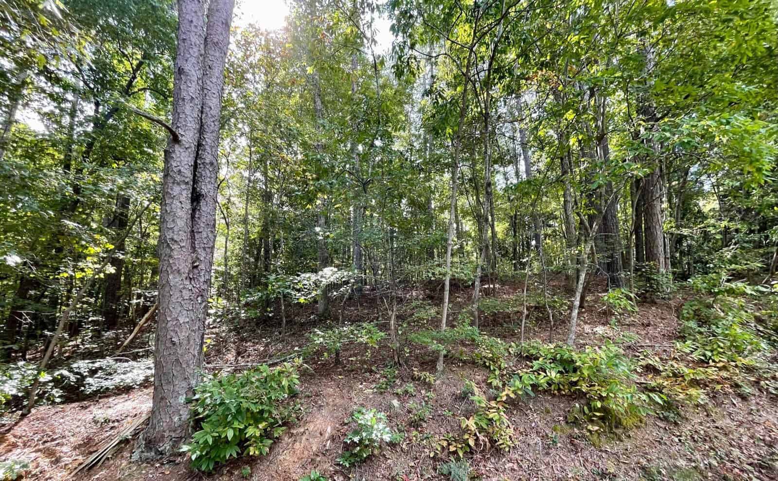 A dense forest scene with tall trees and lush green foliage under bright daylight. The forest floor is covered with small shrubs and patches of sunlight filtering through the canopy. The terrain is slightly sloped with a mix of dirt and leafy undergrowth.