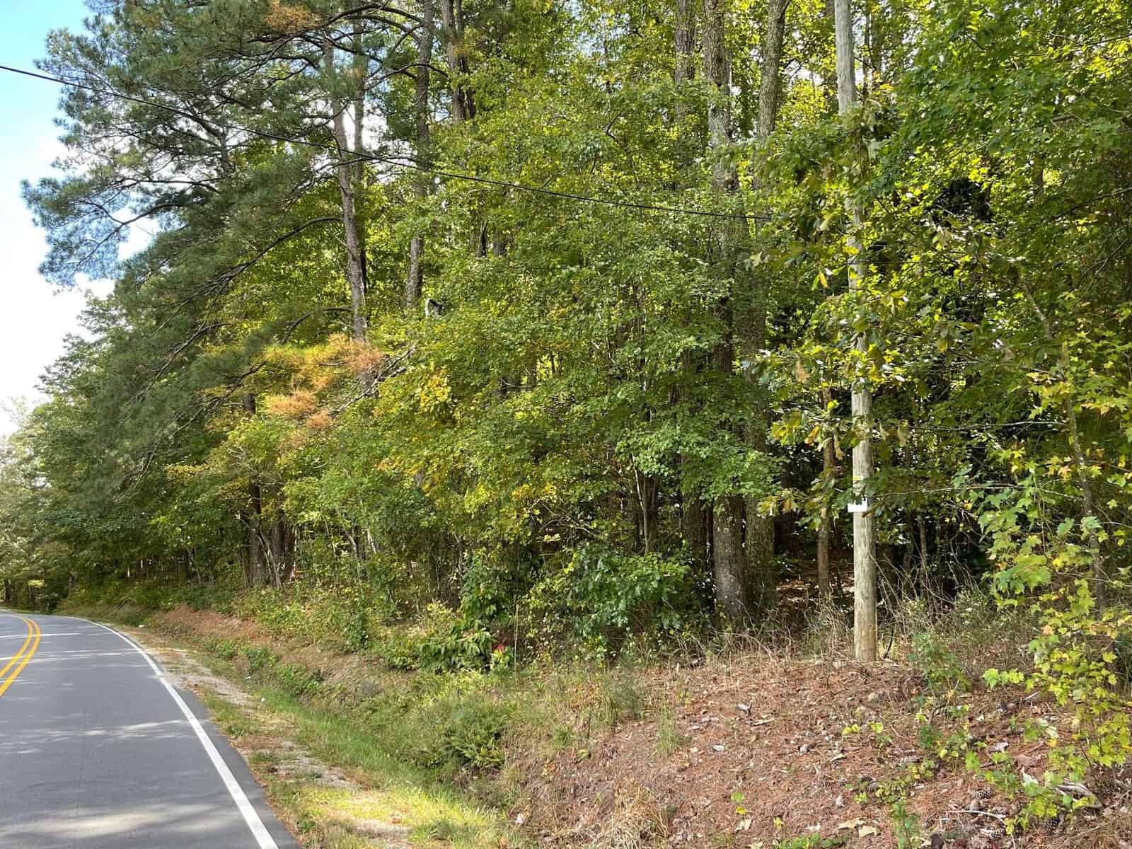A rural road curves alongside a dense forest of tall, leafy trees. The asphalt road has yellow dividing lines, with a grassy roadside leading into the woods. Sunlight filters through the tree canopy, casting dappled shadows on the foliage and the ground.