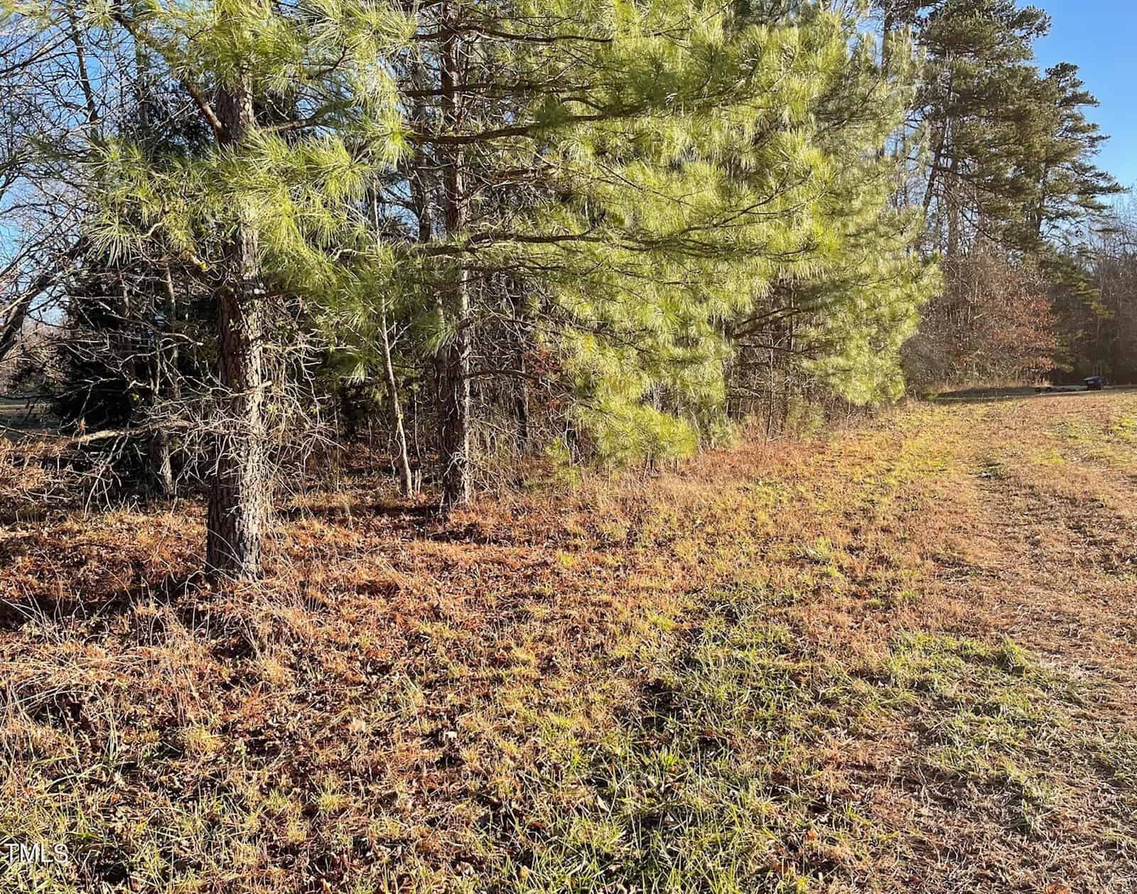 A sunlit scene of a wooded area with tall pine trees on the left side and a grassy field on the right. The forest floor is covered with dry, brown leaves and patches of green grass, and the sky is clear blue.