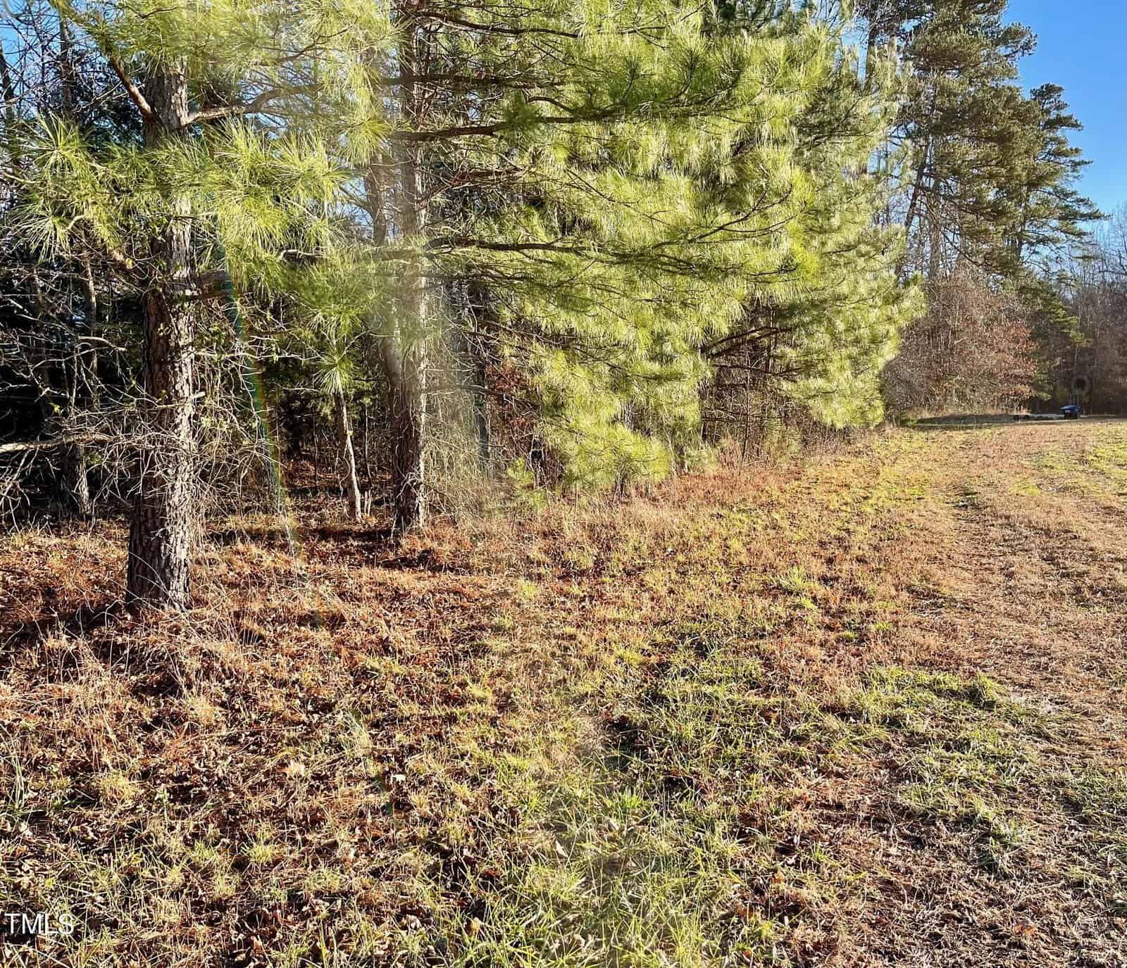 A sunlit clearing in a pine forest, with green grass and pine needles covering the ground. Tall pine trees with long needles line the edge of the clearing, casting dappled shadows. The sky is clear and blue, indicating a bright and sunny day.