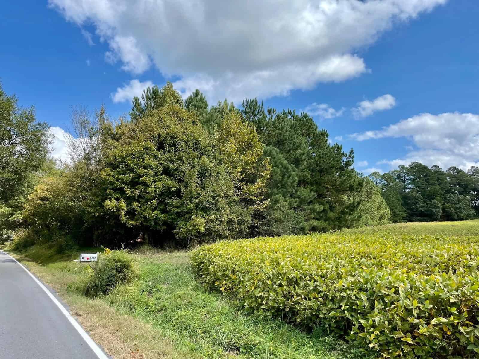 A scenic rural road, known as 002 N Chavis Road in Kittrell, with a grassy shoulder runs alongside a lush field of green crops under a blue sky scattered with puffy white clouds. A dense cluster of mixed deciduous and evergreen trees borders the field.