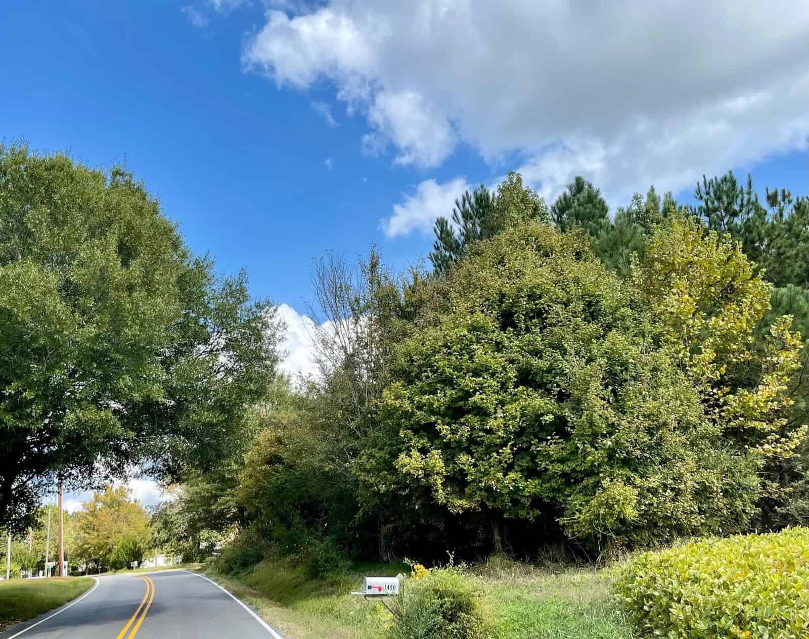 A winding road lined with trees on a sunny day. The sky is bright blue with scattered white clouds. Dense, green foliage surrounds the road, creating a lush, forested scene. A small sign is visible on the side of the road among the greenery.