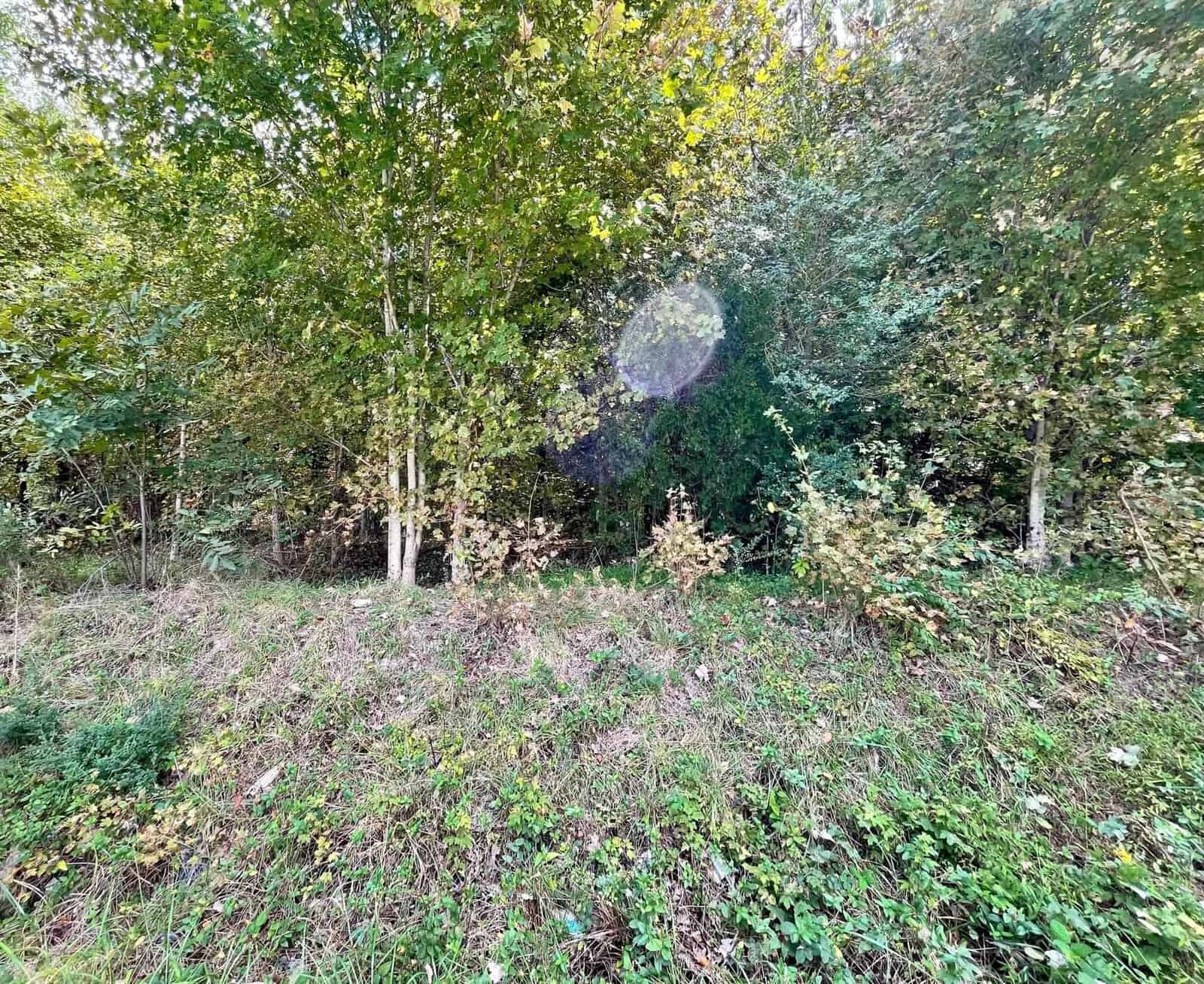 A dense woodland area with a variety of green leafy trees and undergrowth. Sunlight filters through the foliage, casting a bright spot in the center of the image. The forest floor is covered with grass and small shrubs, giving a lush, verdant appearance.