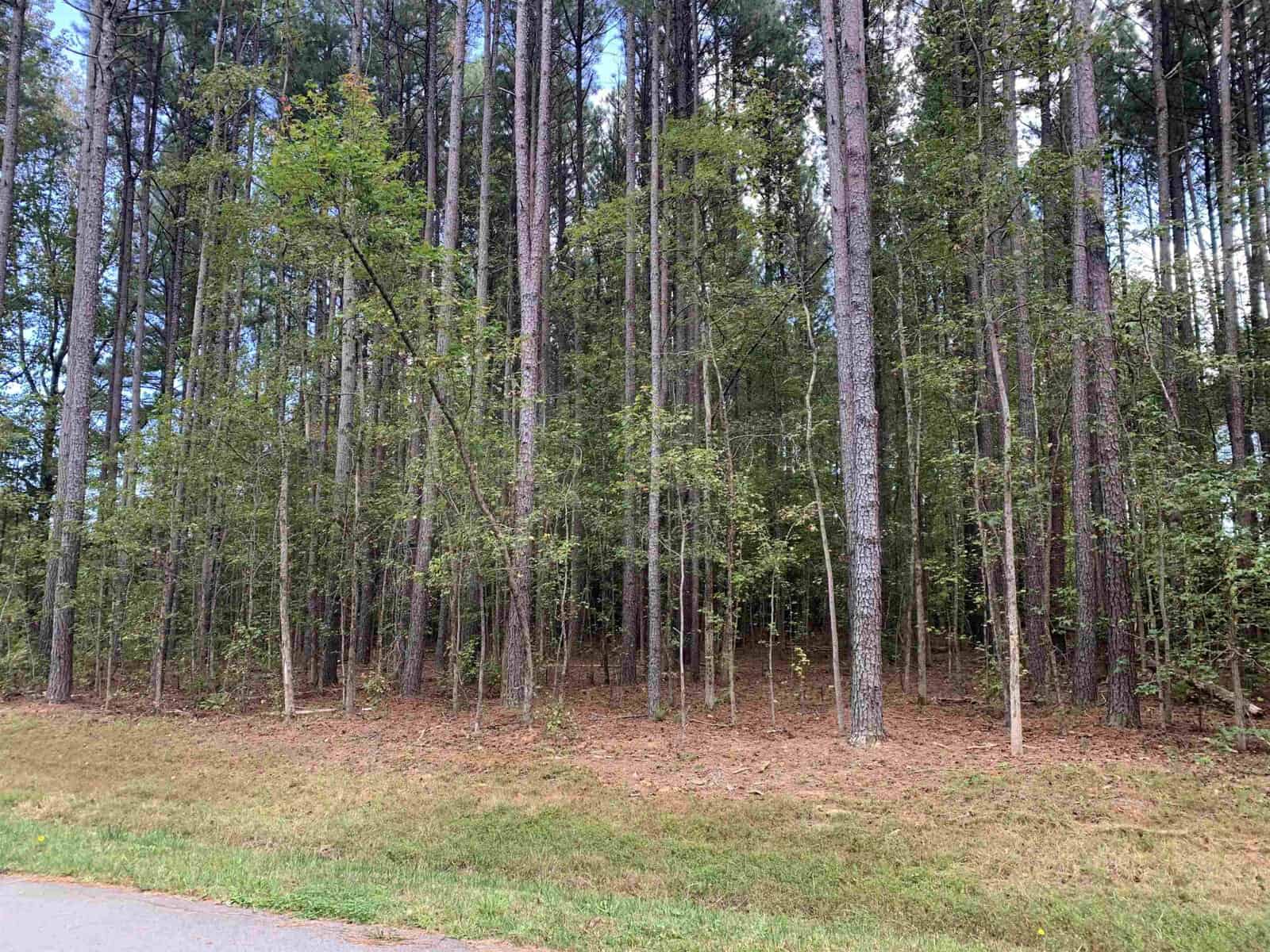 A forest of tall, slender trees with thin trunks and light green leaves is shown. The ground is covered with fallen leaves and pine needles. A grassy area borders the forest on the left edge of the image. The sky is partly visible through the treetops.