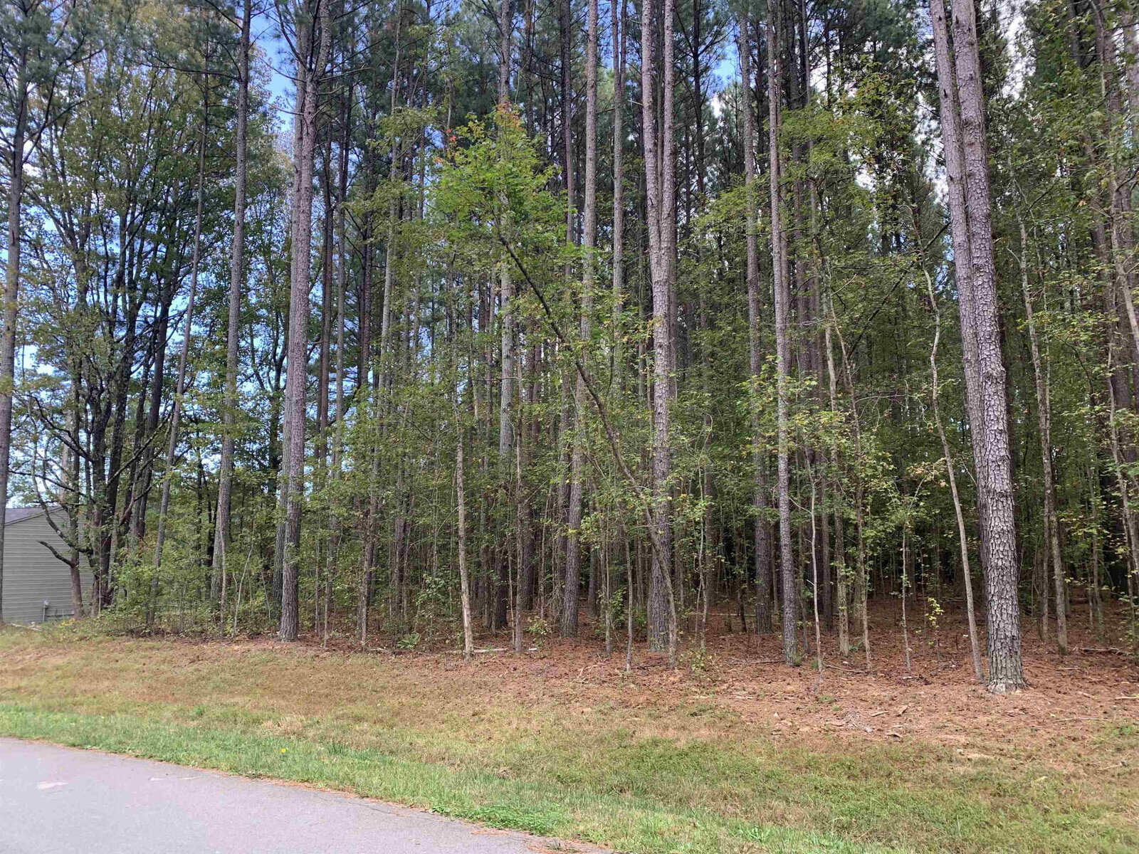 A dense forest of tall pine trees with sparse underbrush is alongside a narrow paved road. The ground is covered with fallen pine needles, and the sky peeks through the tree canopy. A small portion of a building is visible on the left.