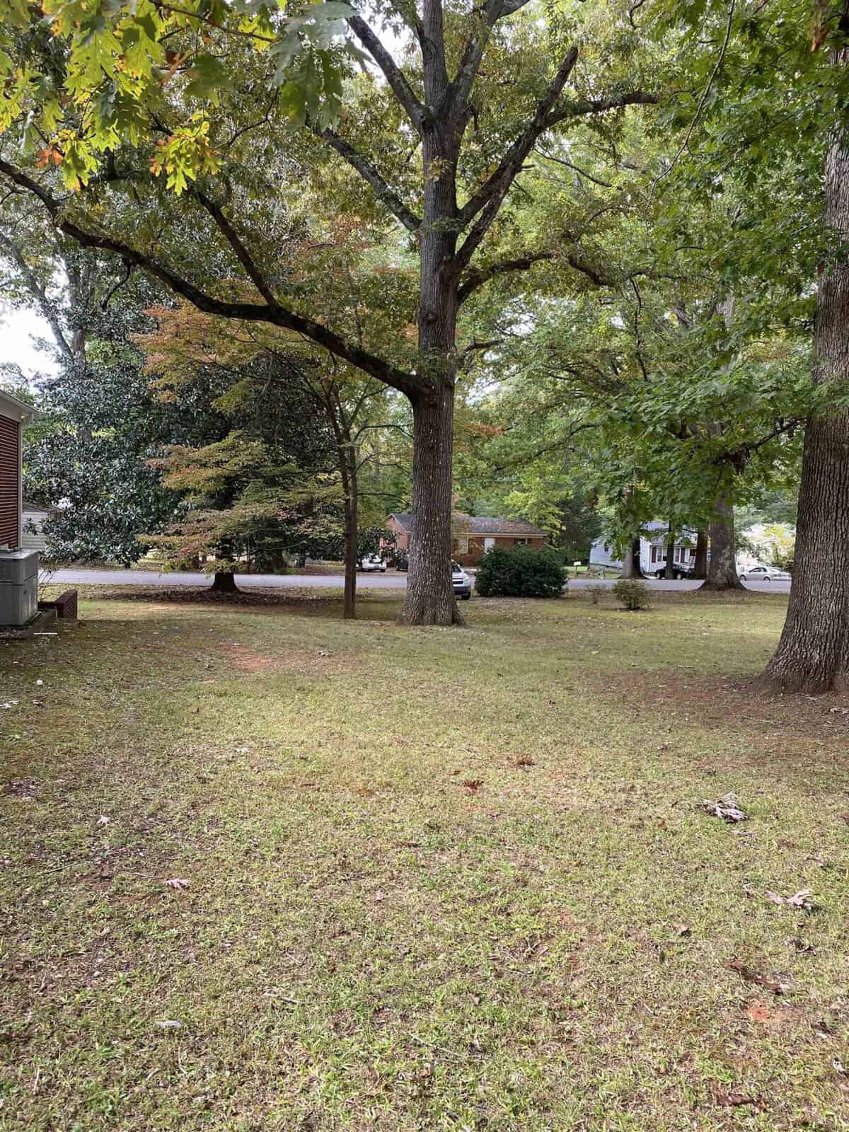 A residential lawn with tall trees and scattered leaves, with houses visible in the background.