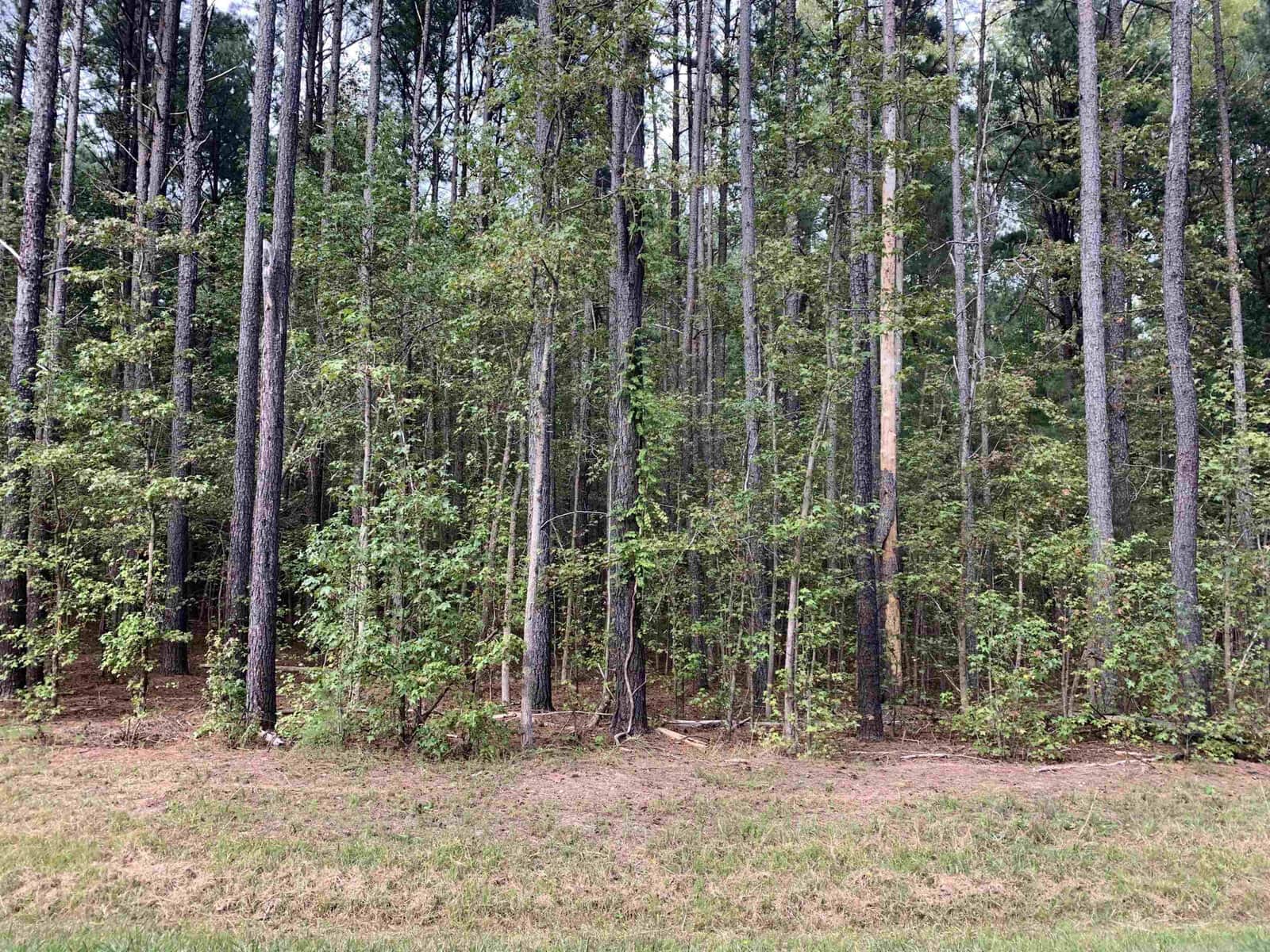 A dense forest near Oxford with tall, slender trees and lush green undergrowth, stretching like a natural sanctuary behind 4118 Emily Lane. The forest floor is covered with grass and leaves, exuding a serene atmosphere that feels untouched by time.