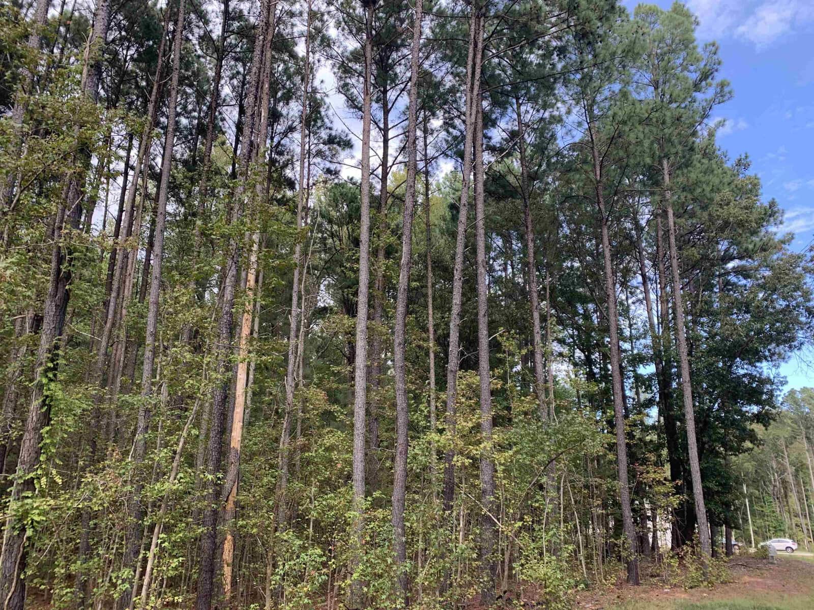 A dense forest with tall pine trees under a partly cloudy sky. The forest floor is covered with green undergrowth and shrubs. A glimpse of a white building is visible in the background, surrounded by the trees.