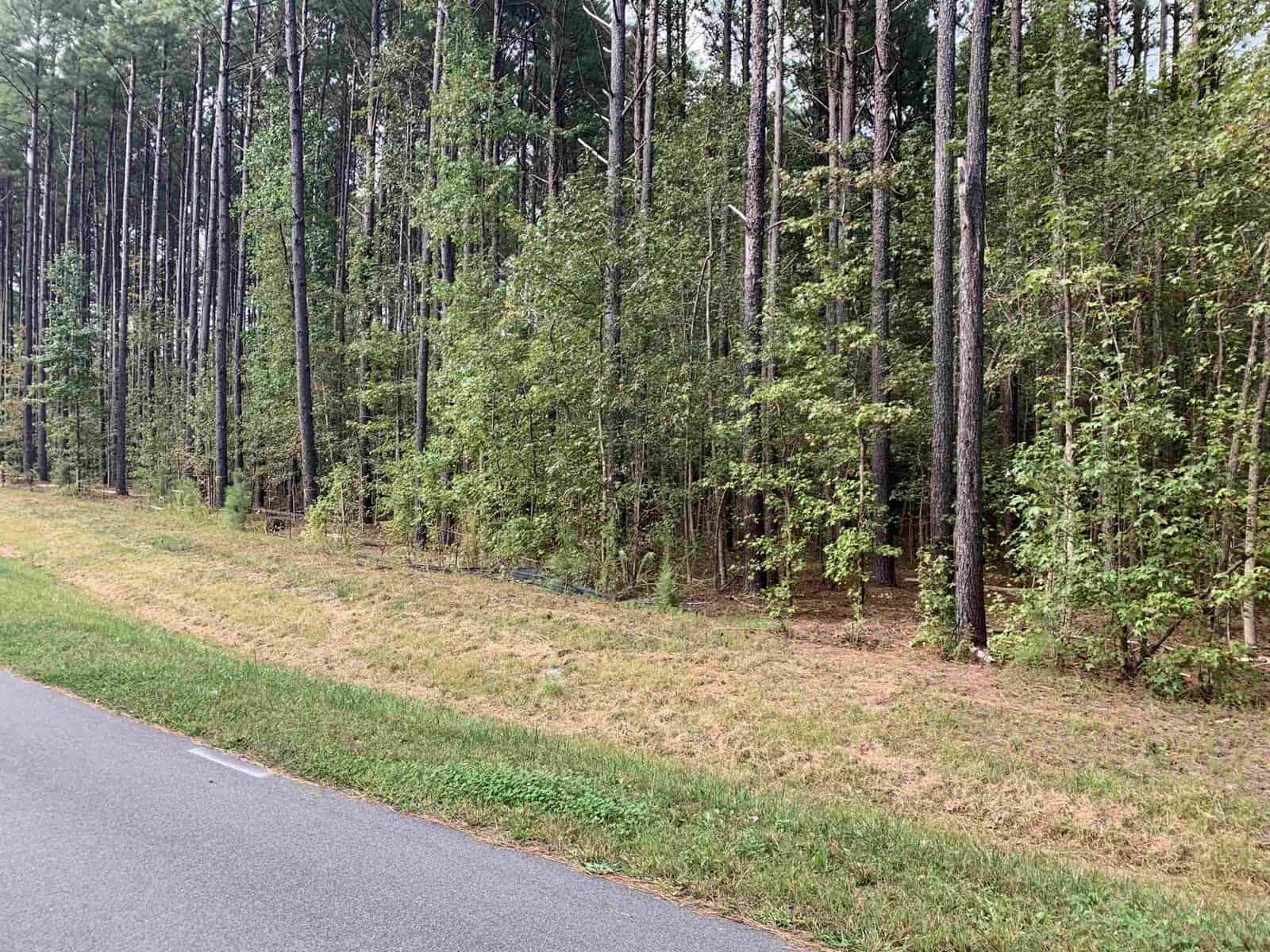 A dense forest with tall, slender trees lining the edge of a paved road. The ground is covered with grass and fallen leaves, and the trees have green foliage. The sky is overcast, creating a serene and natural atmosphere.