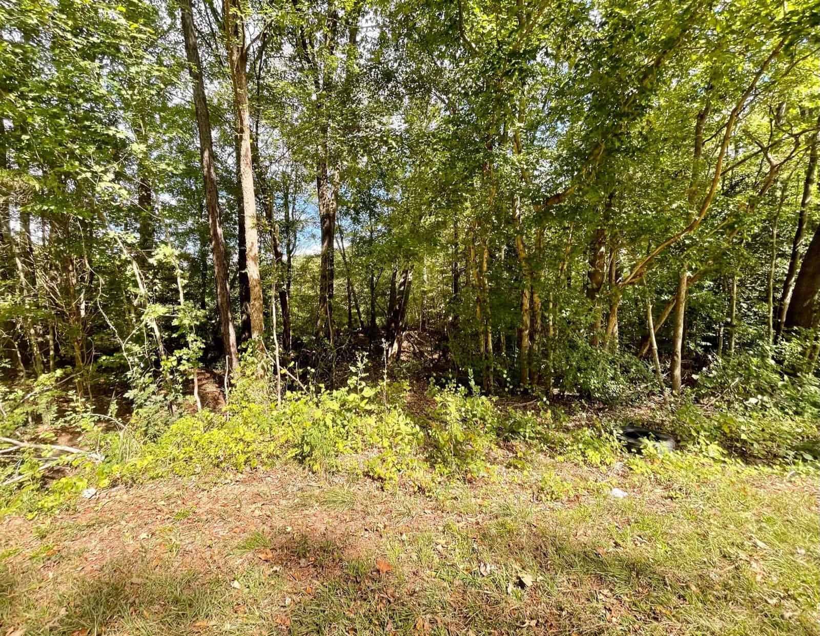 A dense forest with tall trees and abundant greenery, sunlight filtering through the leaves. The ground is covered with grass and foliage, creating a serene and natural atmosphere.