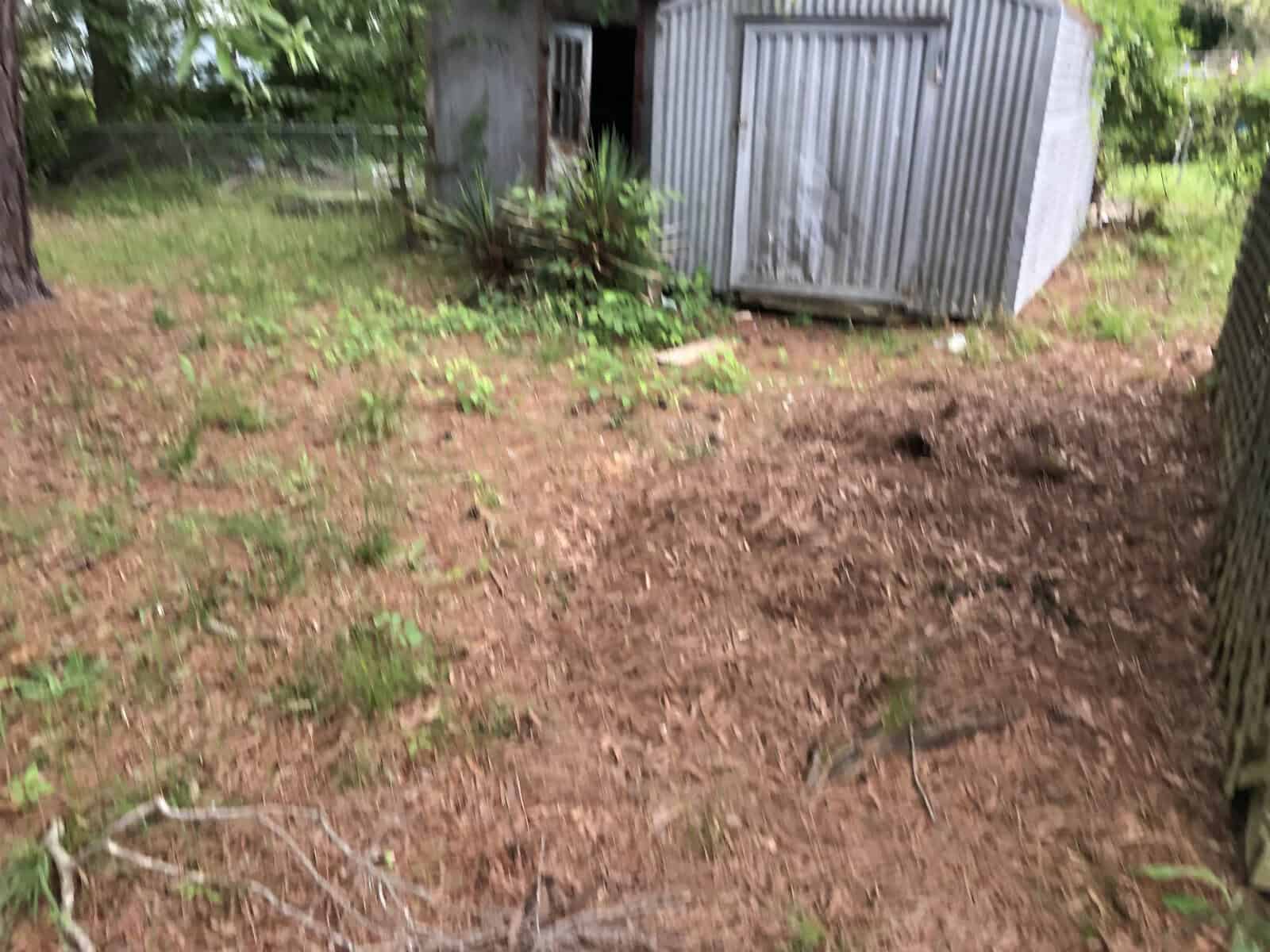 A slightly blurred image of a backyard area with a small shed, a chain-link fence, and scattered greenery.