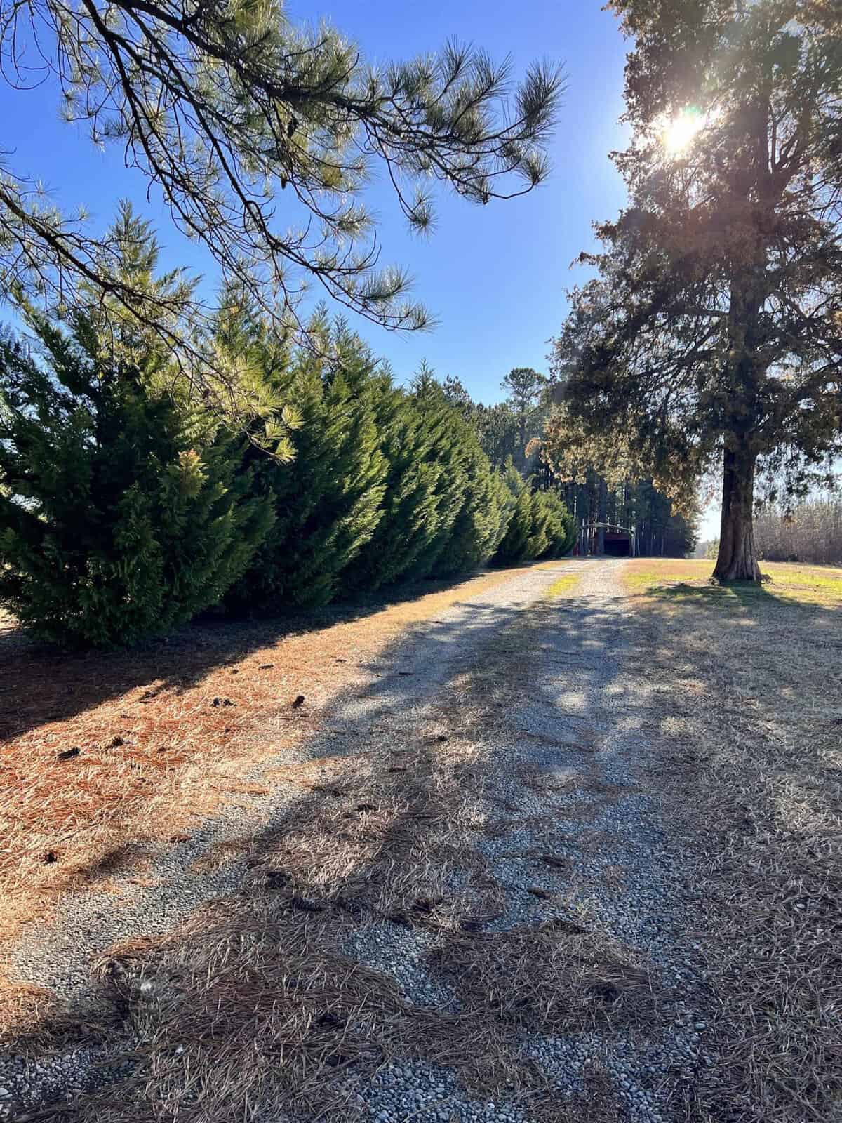 A gravel path lined with tall evergreen trees on the left and a single large tree on the right. The sun shines brightly through tree branches, casting shadows on the path. A clear blue sky is visible in the background.