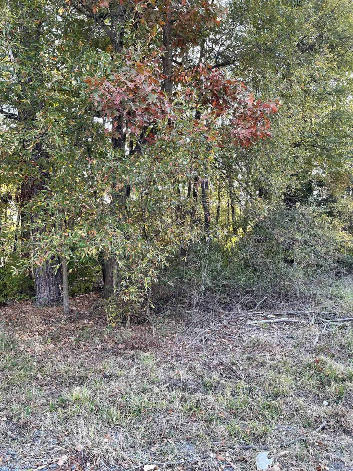 A forest scene featuring dense trees with autumn foliage, displaying green and red leaves. A patch of dry grass and scattered twigs cover the ground, with sunlight filtering through the branches, creating a serene and natural setting.