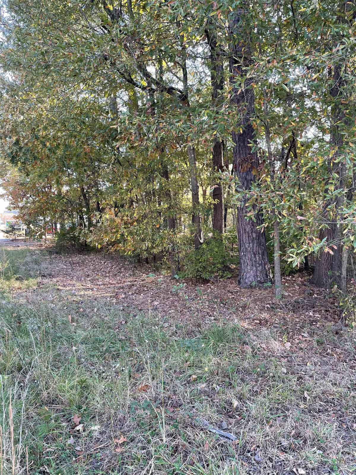 A wooded area with tall trees and a variety of green and brown leaves. Sunlight filters through the branches, and the ground is covered with grass and scattered fallen leaves.