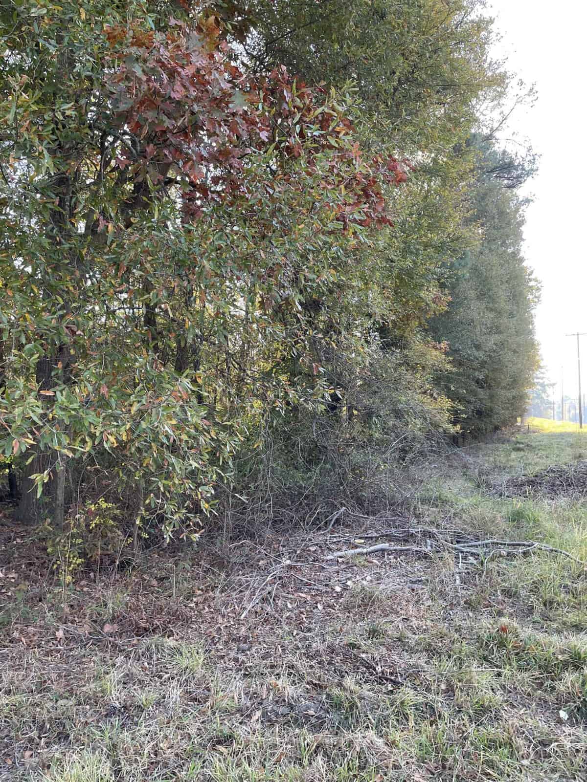 A line of tall trees with green and some reddish leaves borders a grassy area. Fallen branches are scattered on the ground. The sky is bright, suggesting daylight, and a utility pole is visible in the background.
