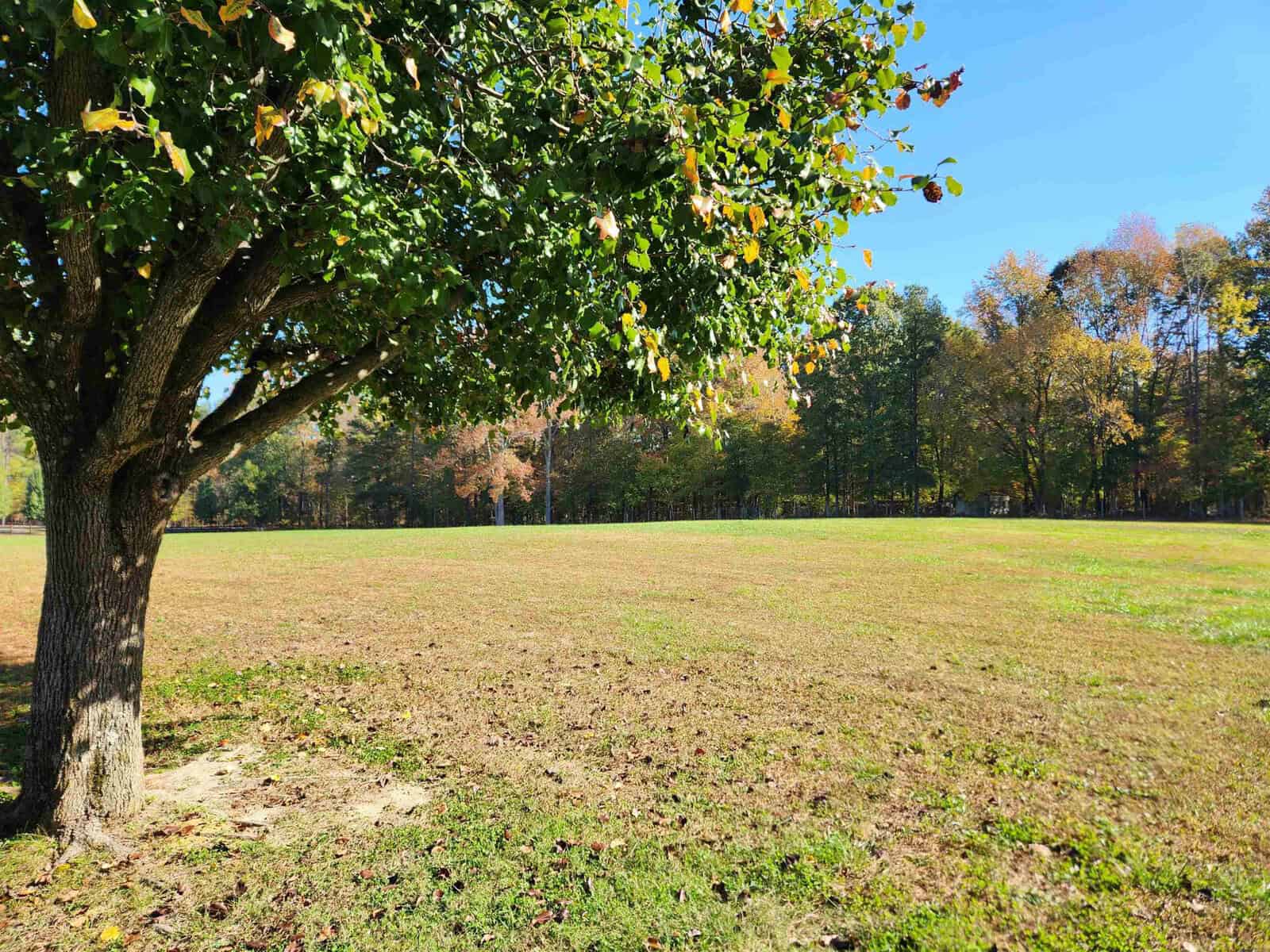 A large green tree stands on the left, casting shade on a vast, sunny grassy field. The background features a line of trees with autumn foliage under a clear blue sky.