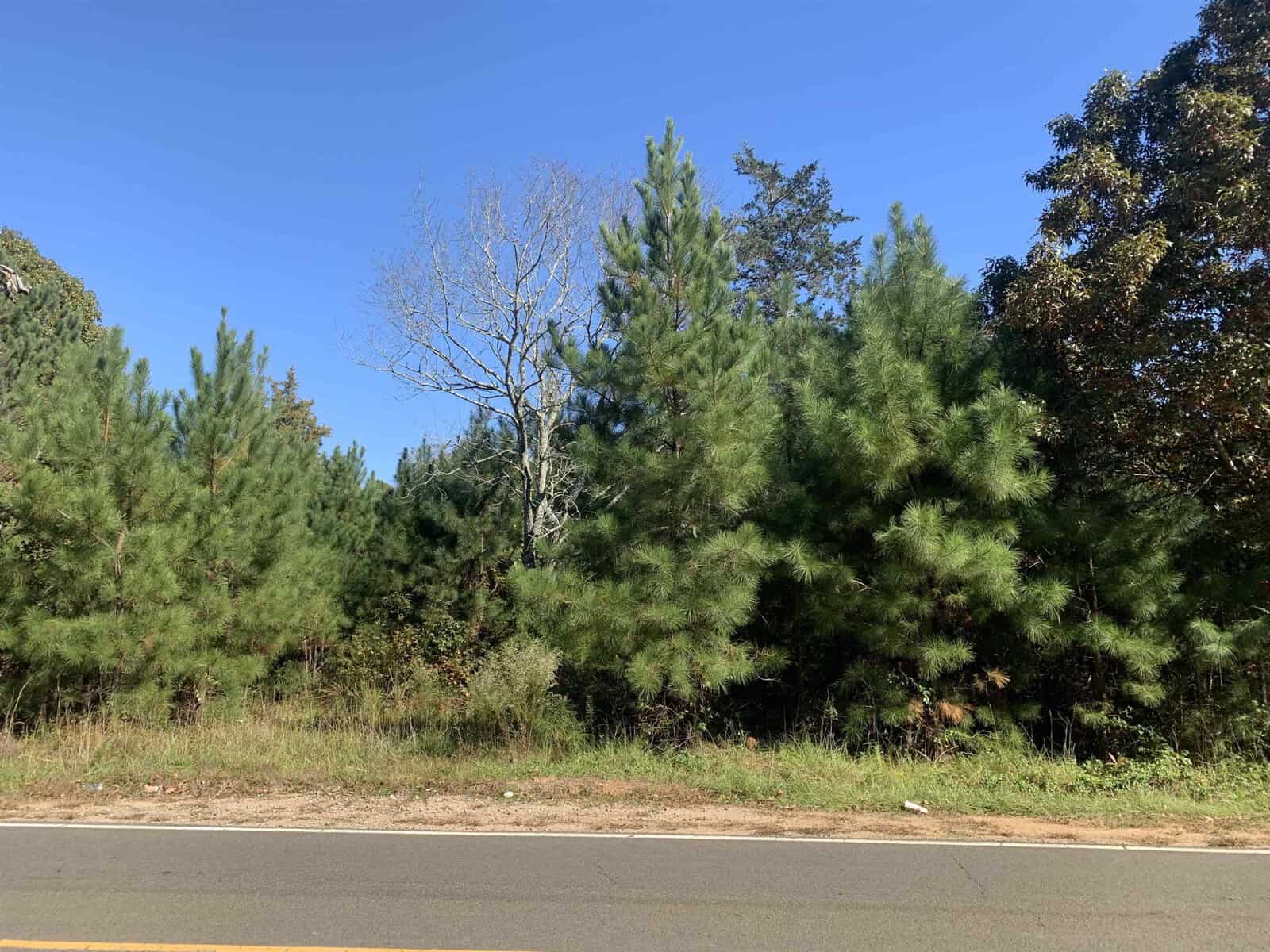 A roadside view of a cluster of green pine trees with one bare tree among them, under a clear blue sky.