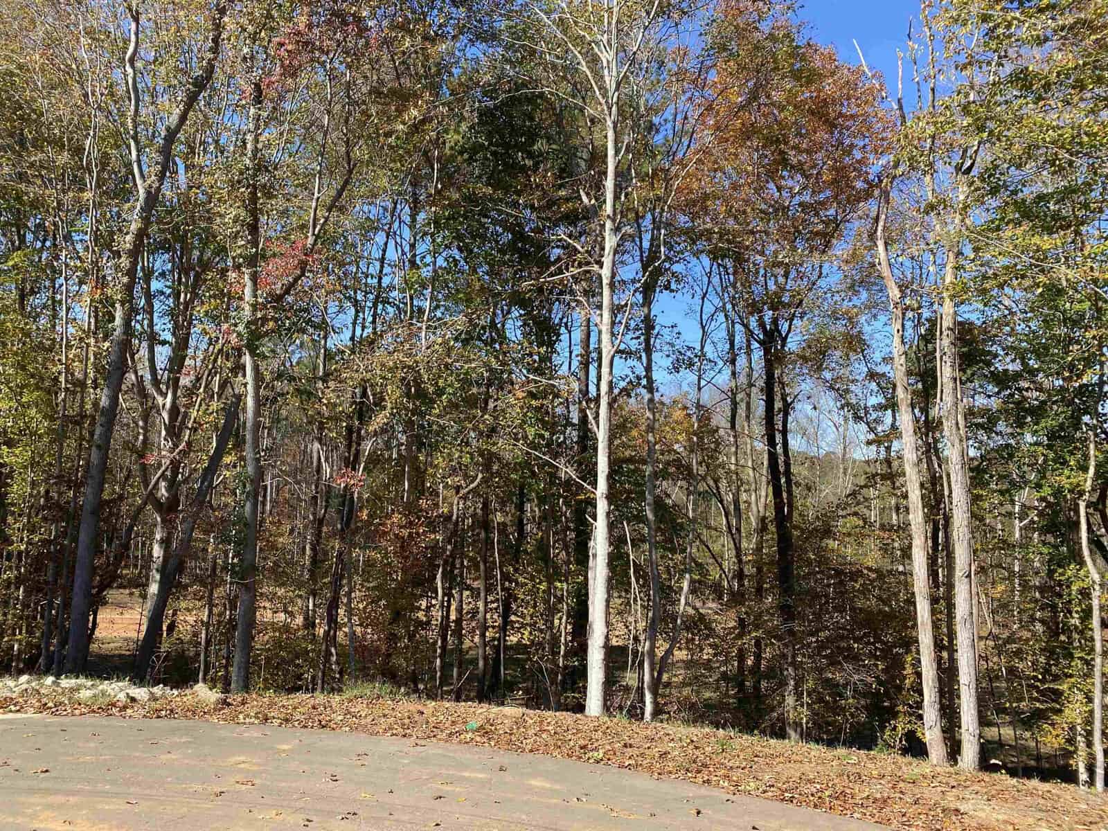 A scenic view of a forest with tall trees and autumn foliage. The ground is covered with dry leaves, and the sky is clear and blue. The sunlight filters through the branches, creating a serene and peaceful atmosphere.