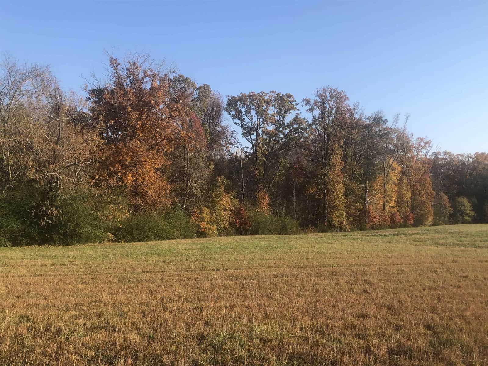 A field with dry, brown grass in the foreground and a line of trees with autumn foliage in various shades of red, orange, and green in the background, under a clear blue sky.