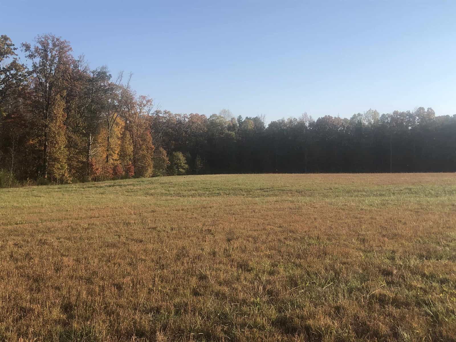 A field with dry, brown grass in the foreground transitions to a line of trees exhibiting autumn foliage under a clear sky.